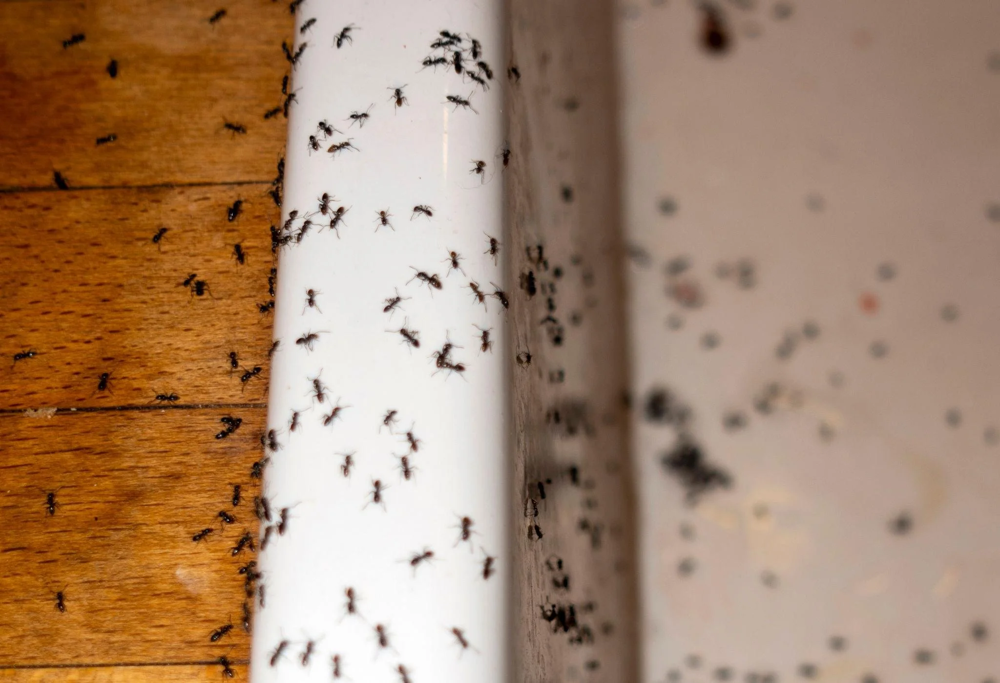 Ants in Queens &amp; NYC: What Every Homeowner Should Know
