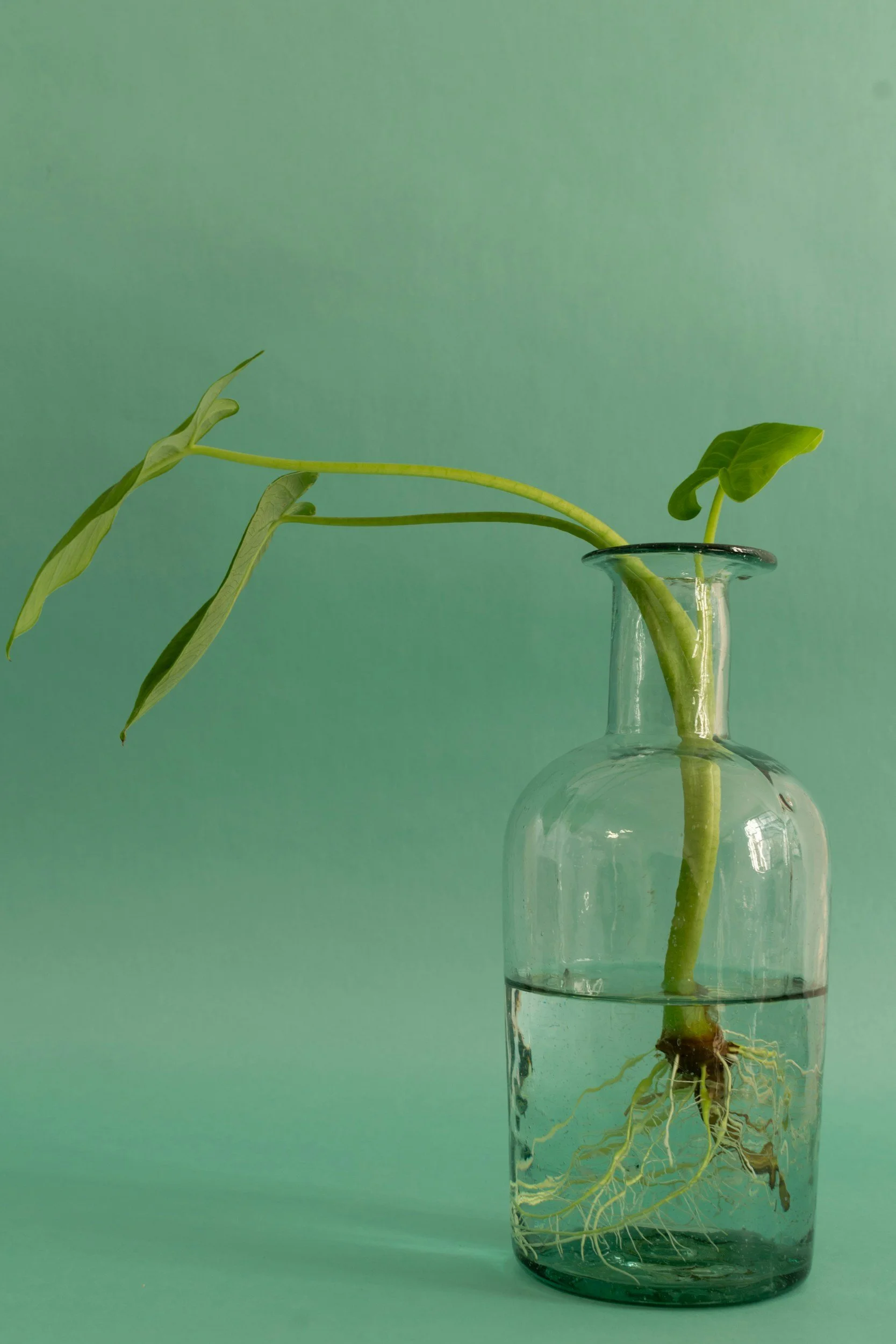 A green houseplant with large leaves in a glass bottle filled with water, placed on a light green background.