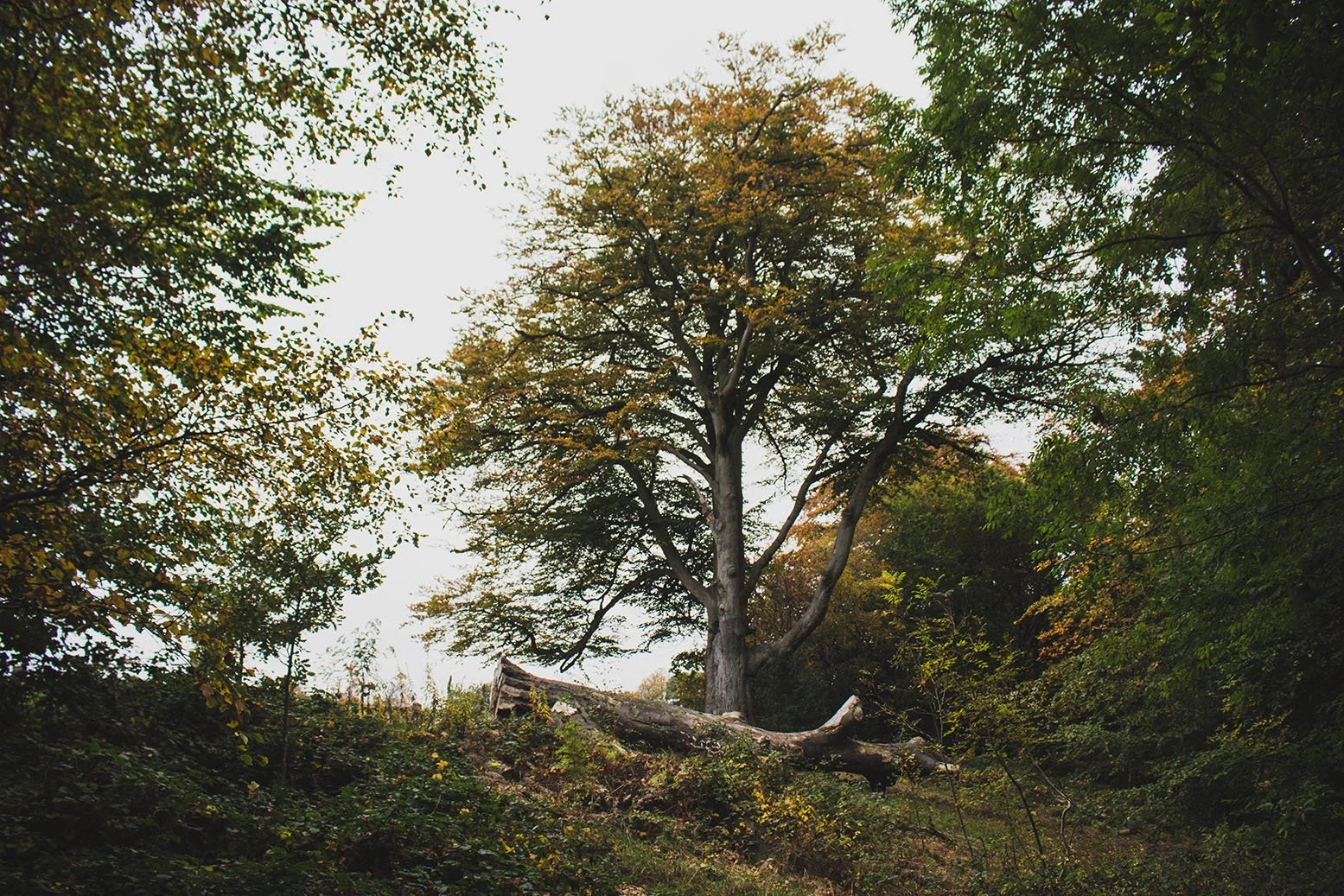 Autmun in Birmingham