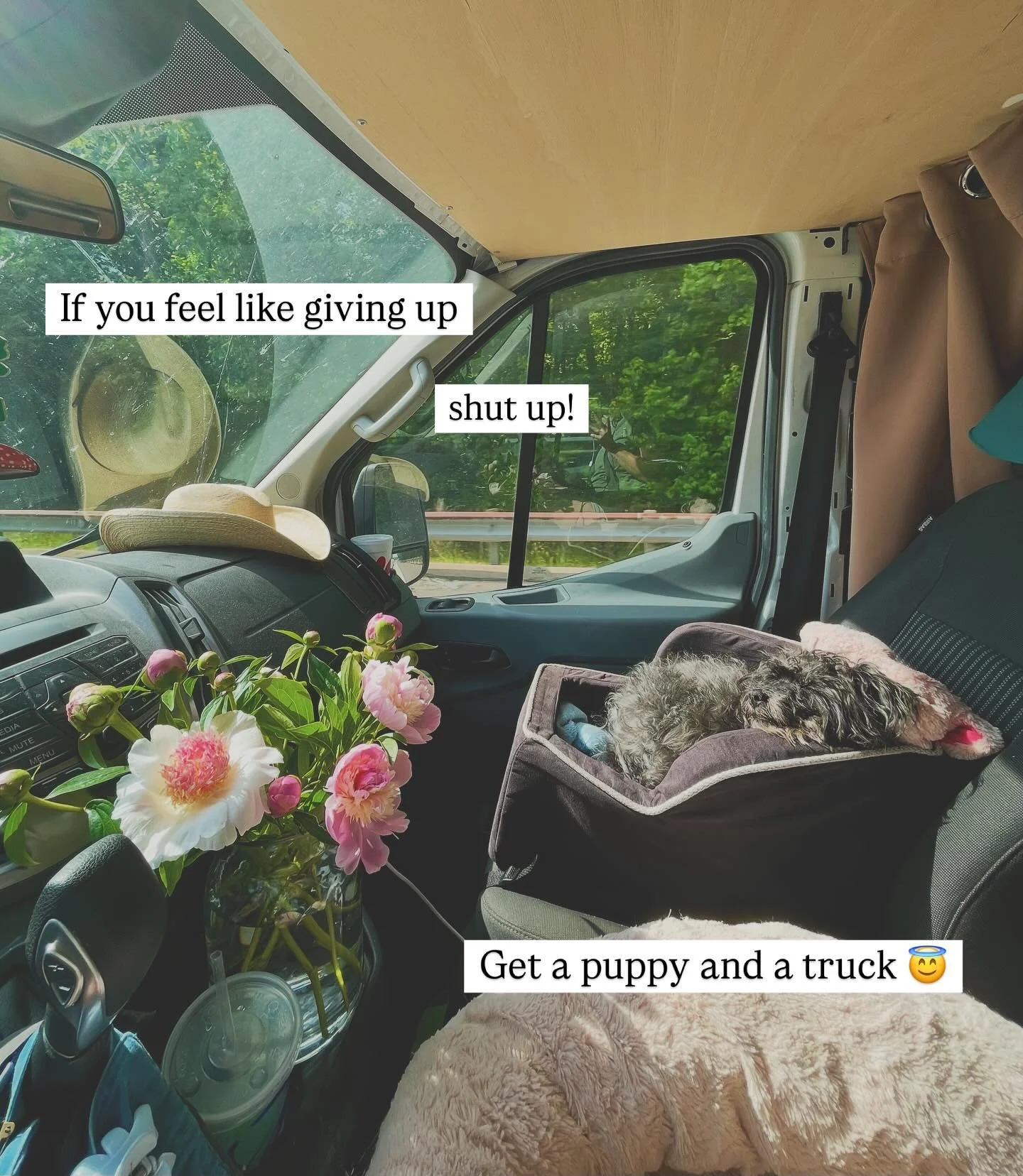 okay, she&rsquo;s neither mine nor a puppy, but she&rsquo;s still my little co-pilot for a week! 🐶🌸 this is Tilly, my mom&rsquo;s sweet old lady I&rsquo;ve been watching while she&rsquo;s visiting National Parks in the southwest. I have a whole new