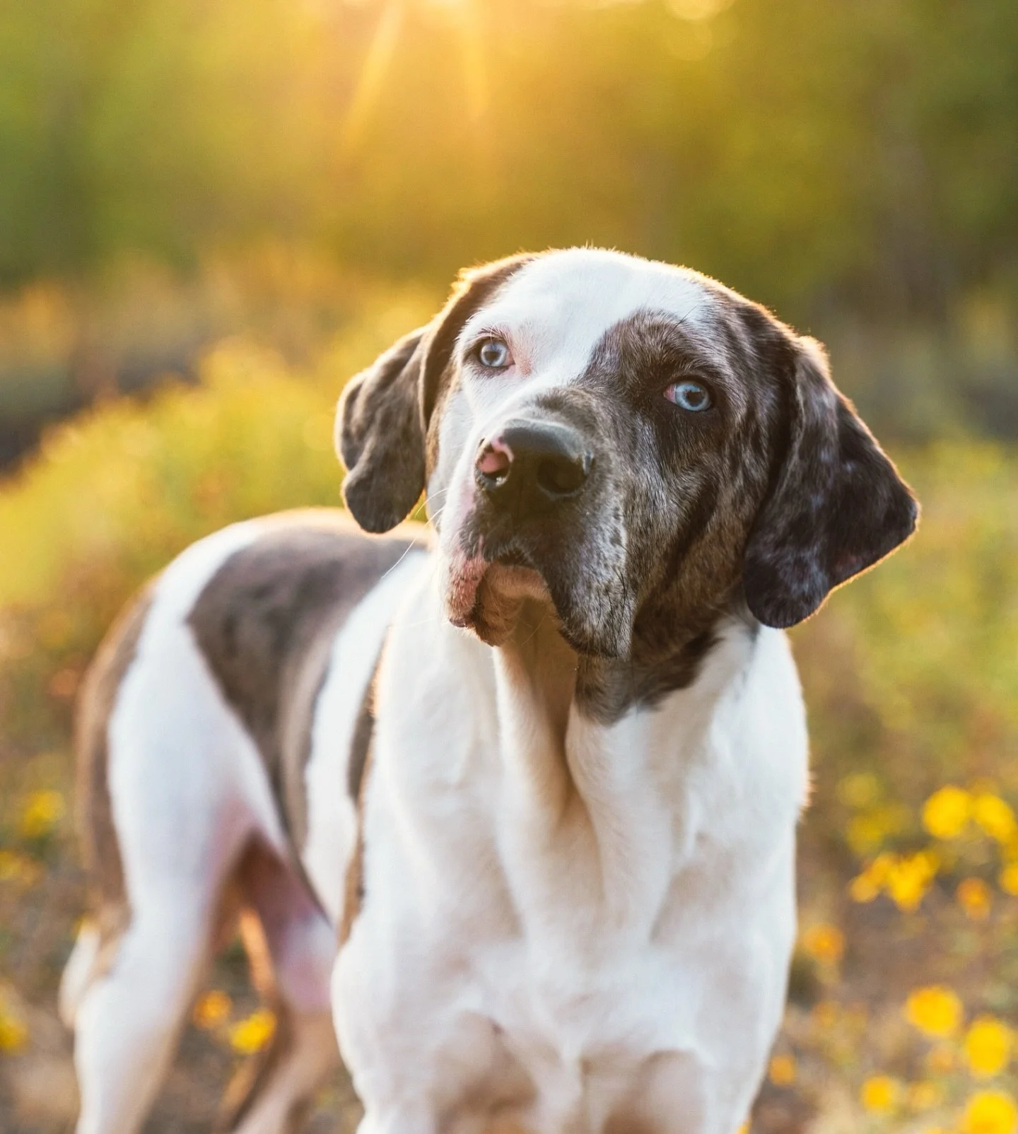 Double tap if you&rsquo;d boop these adorable snoots. 👆🐶✨

📸 Want your own snoot session? Tap the link in bio to book!
 #TetonValleyPets #PetPhotography #DogsofInstagram #PetPortraits