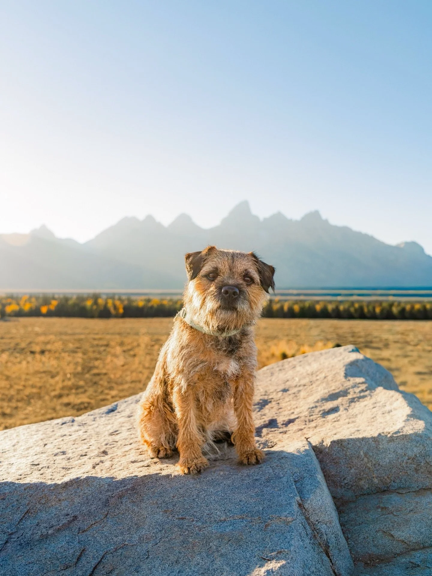 Meet Fergus &mdash; the goodest boy with the best view 🏔️🐾 #AdventurePup #PetPhotography