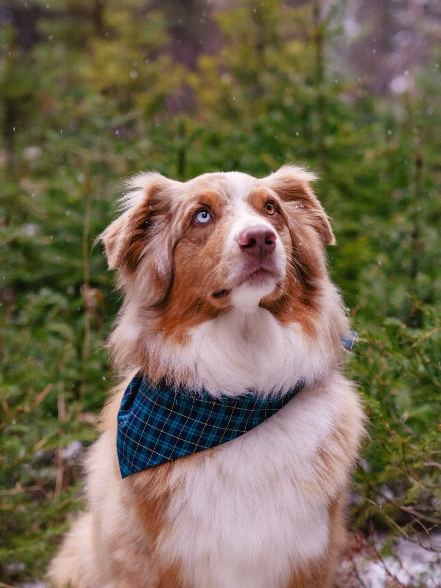 Snow, rescue pups, and good humans &mdash; what more could a girl with a camera want?

Huge thanks to @modernbeast and @animaladoptioncenterjhwy for having me along for this dreamy shoot! ❄️📷

#PetPhotography #DogPhotographer #DogModel #AdoptDontSho