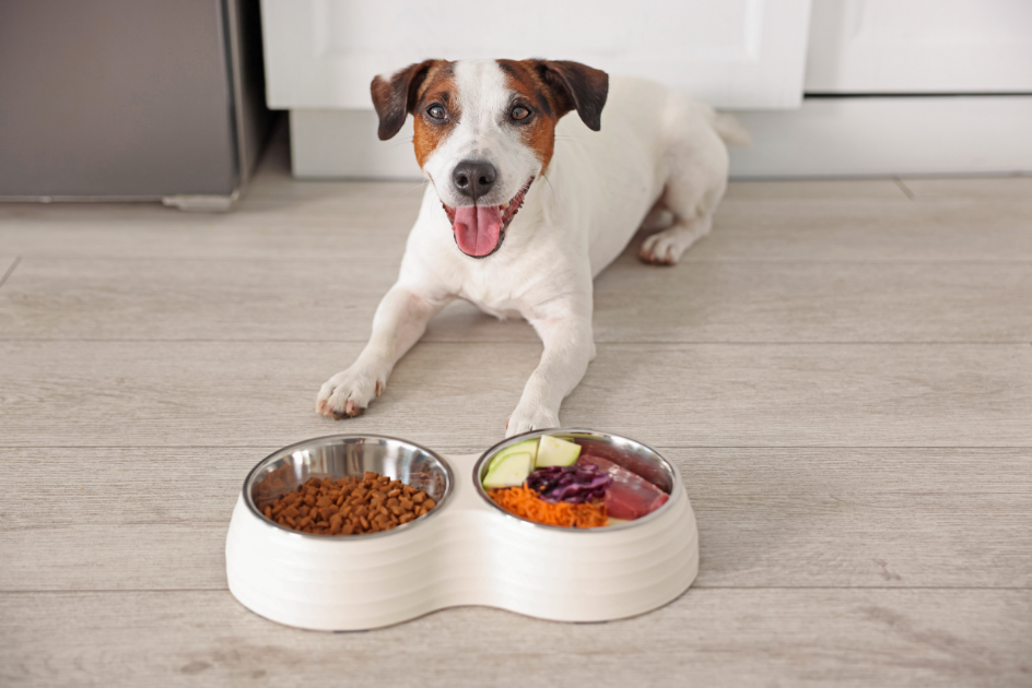 Why Kibble Isn’t Always the Best Choice for Your Dog
