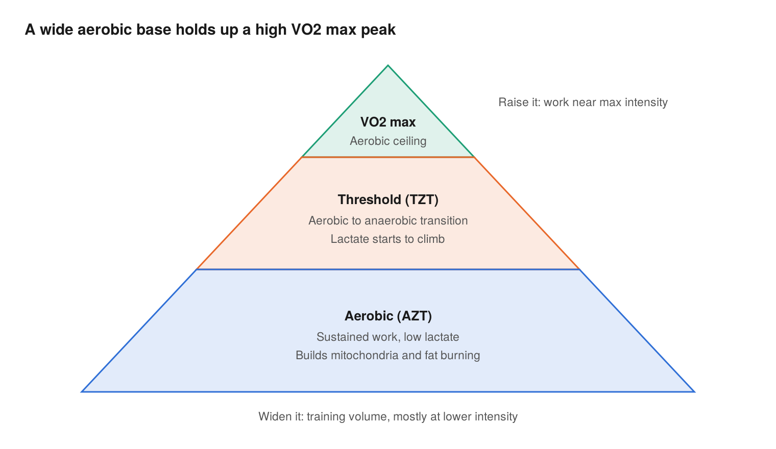 The Case for Cardio &amp; the Number That Predicts Longevity