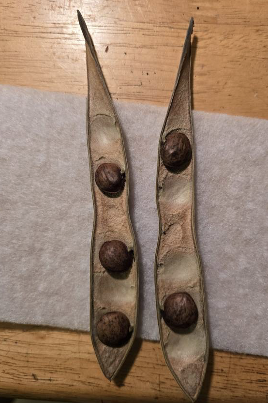 Immature Biological Offspring