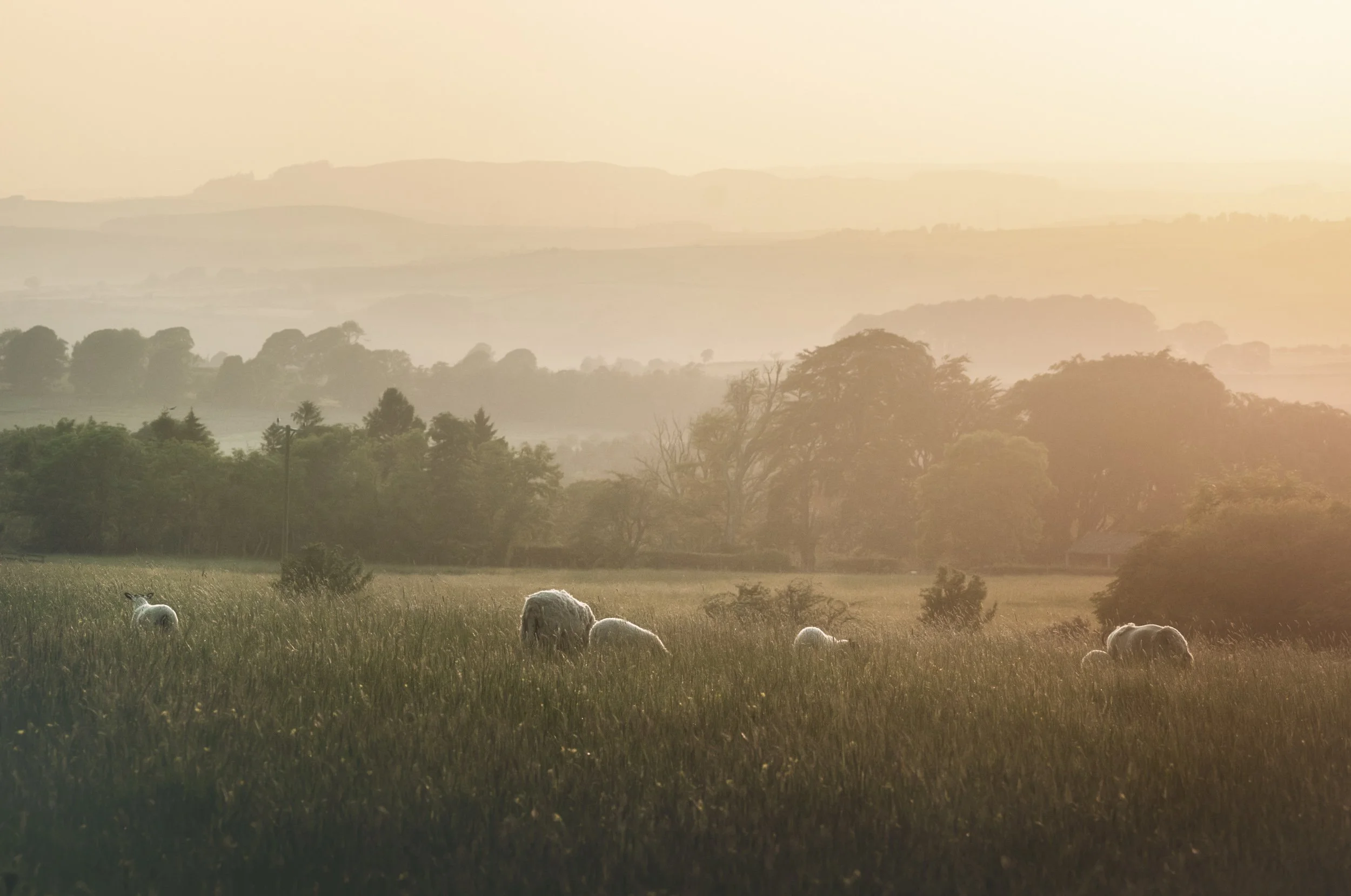 gloaming-sheep-fields.jpg