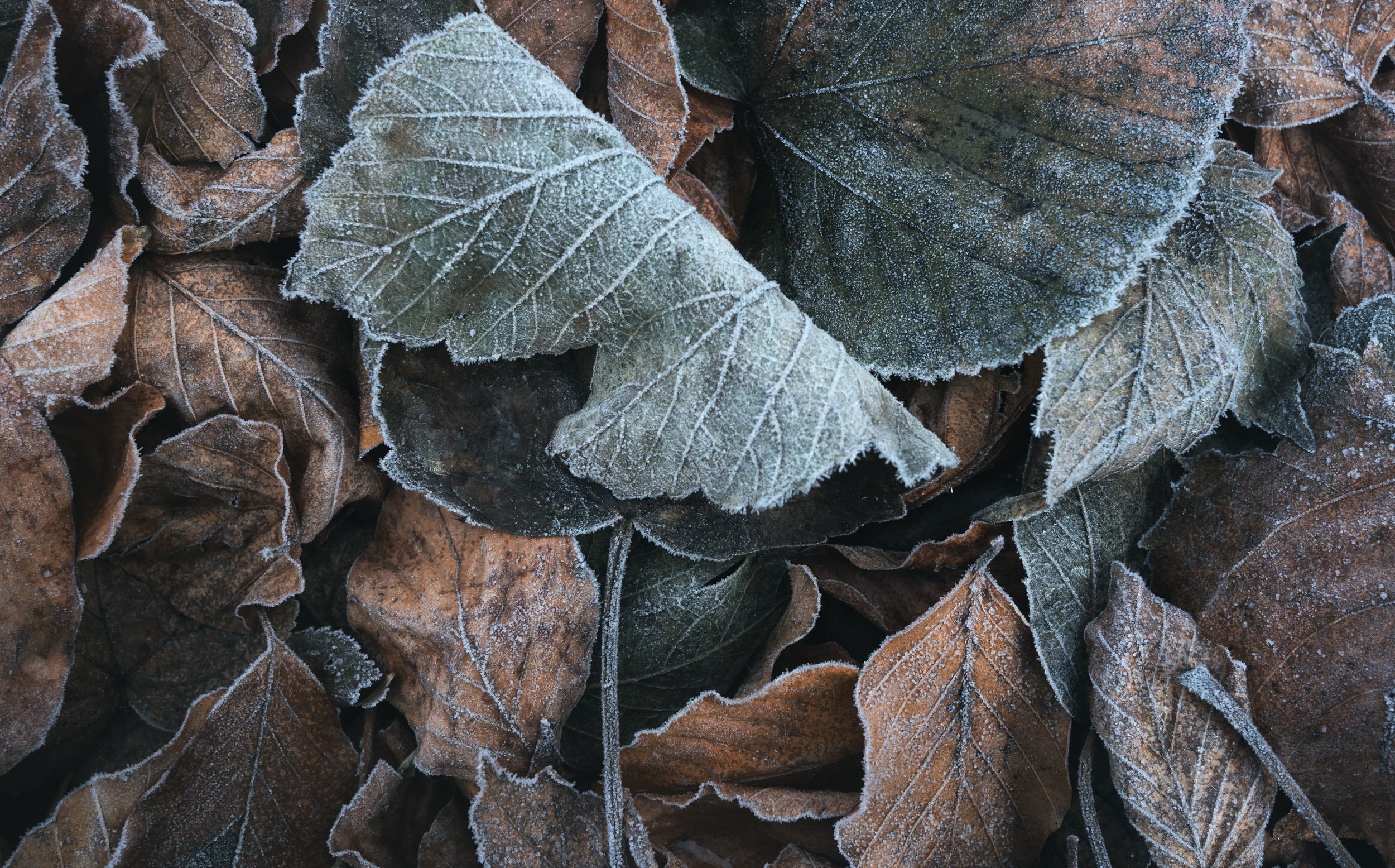 frosted-leaves.jpg