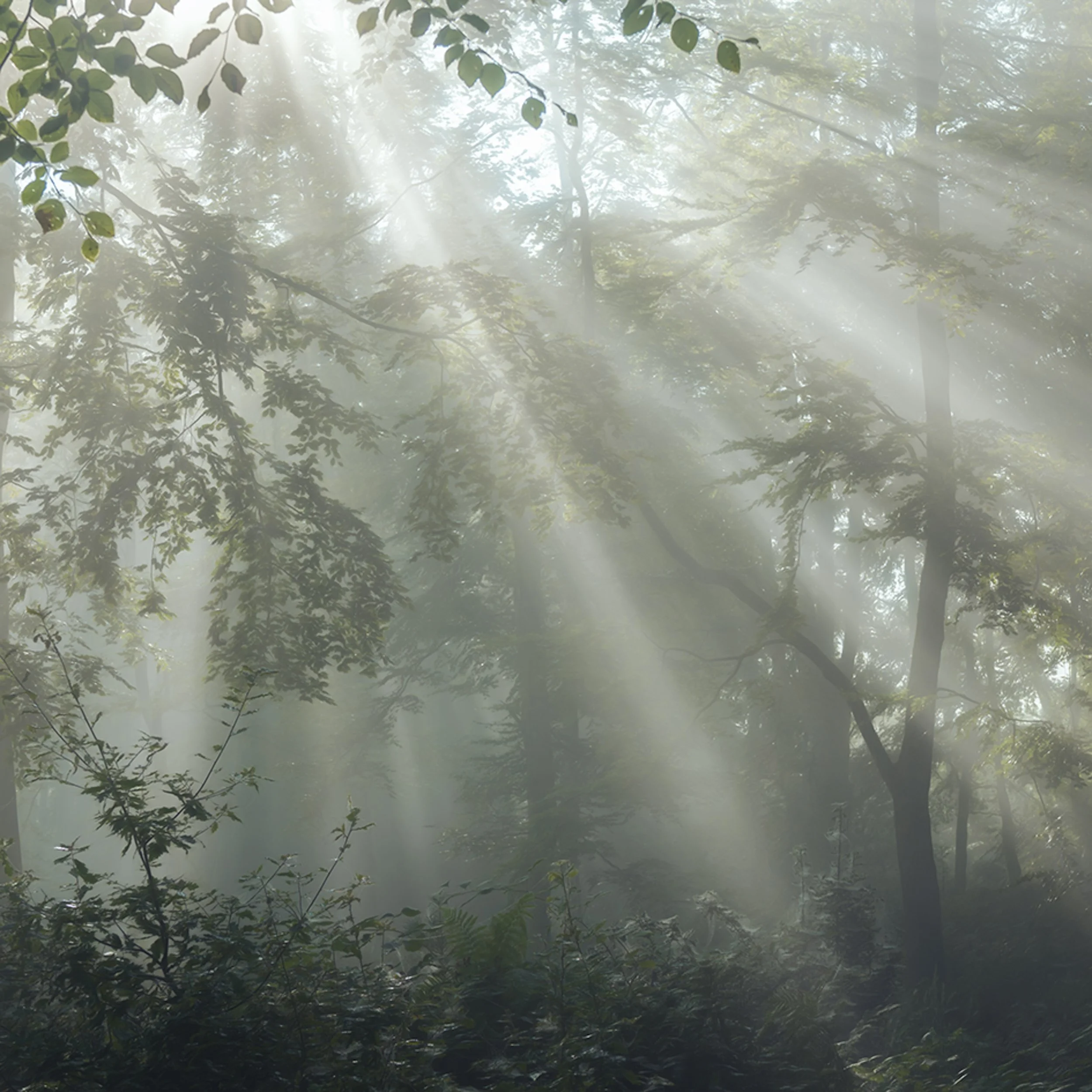 light-glinting-canopy-woodland.jpg