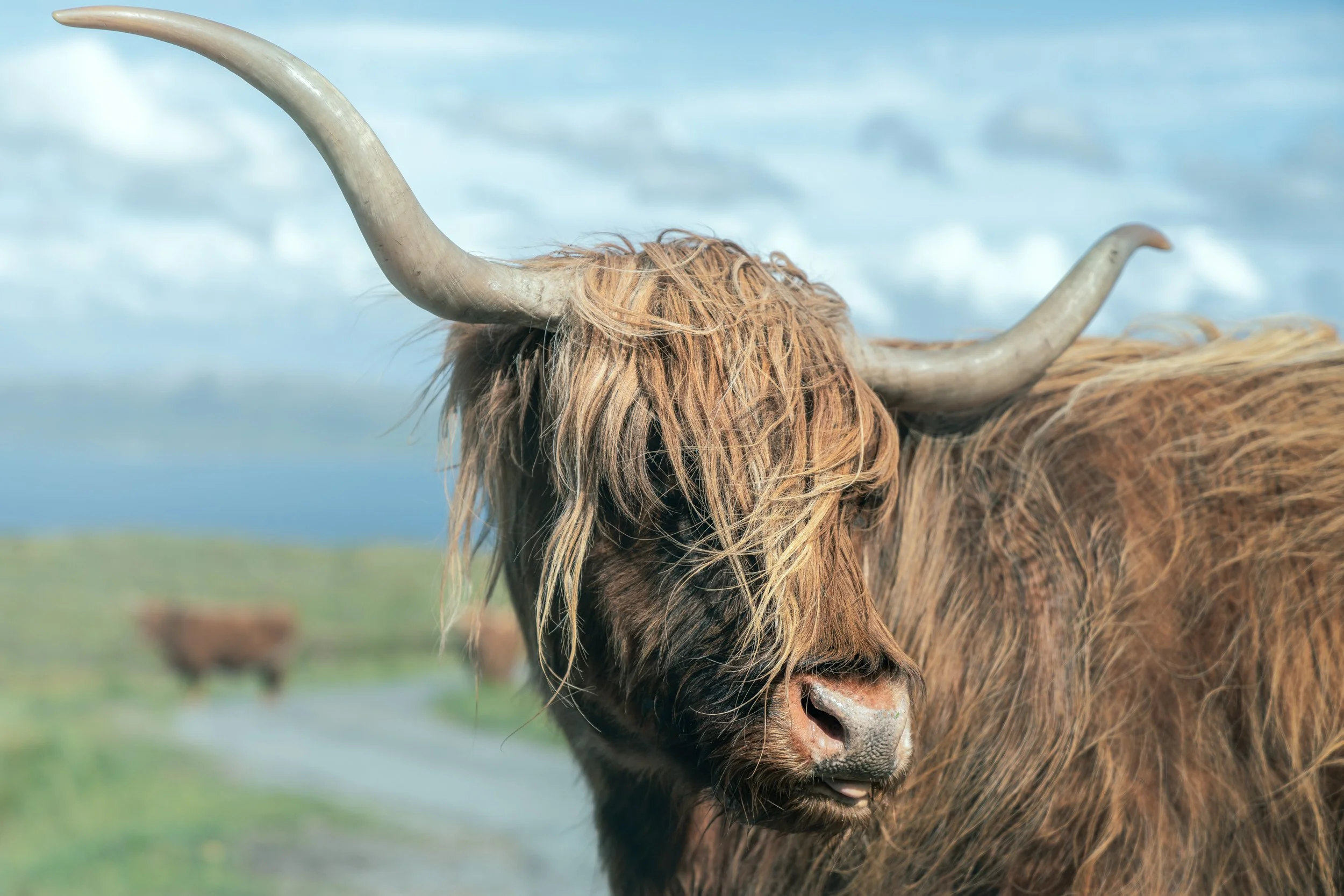 highland-cow-coast.jpg