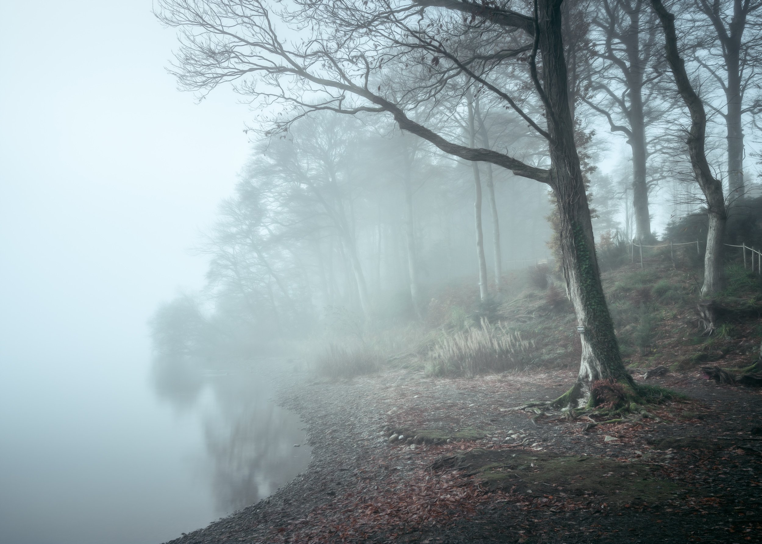 misty-bay,lakeside-trees.jpg