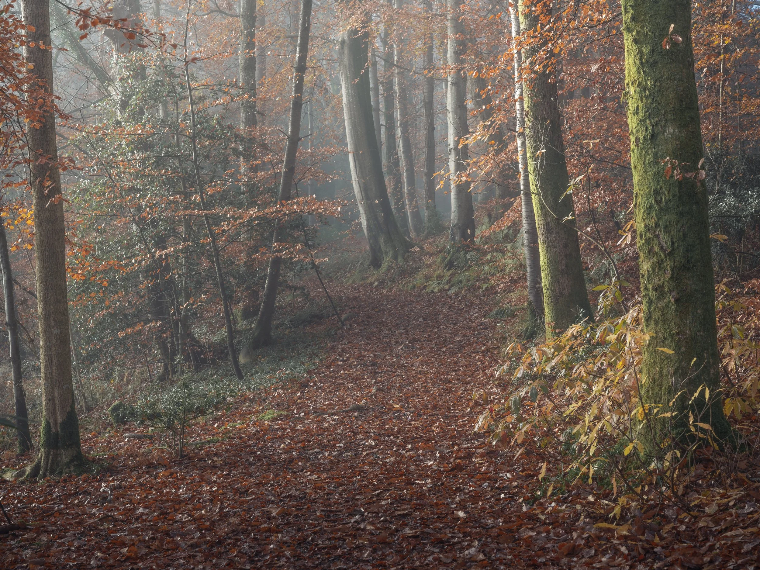 autumn-woodland-path.jpg