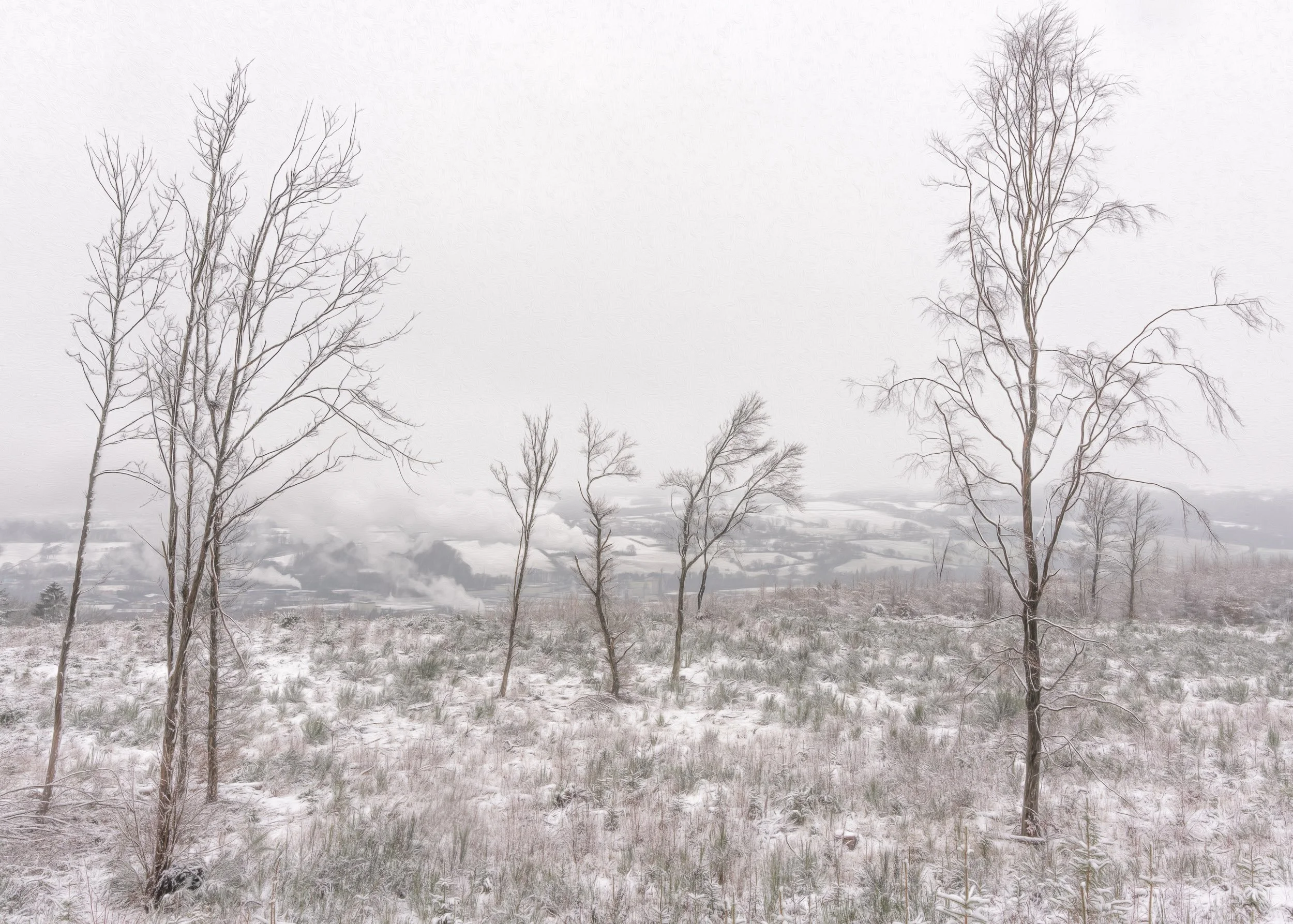 bare-felled-woodland-winter.jpg