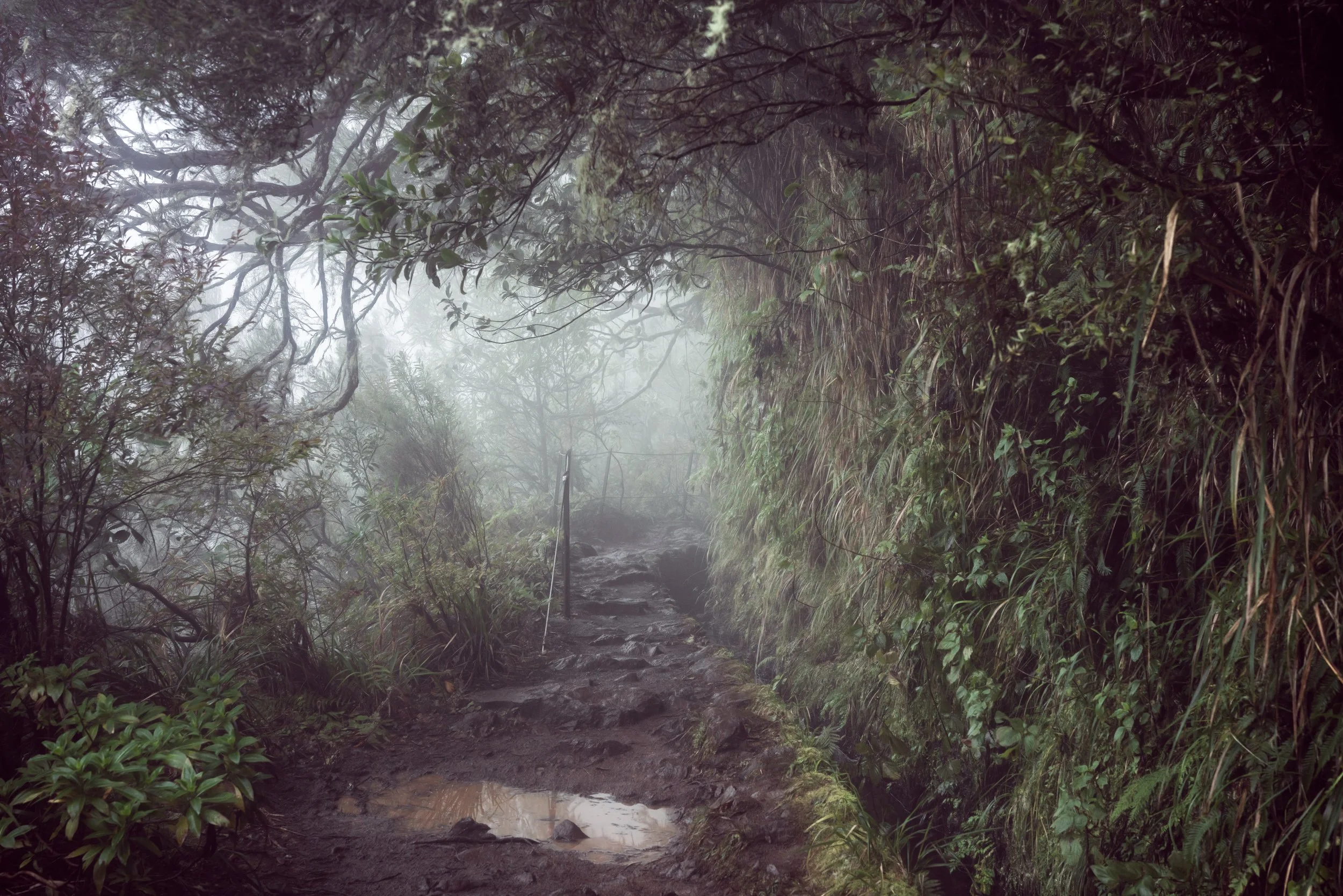 misty-trail-rainforest.jpg