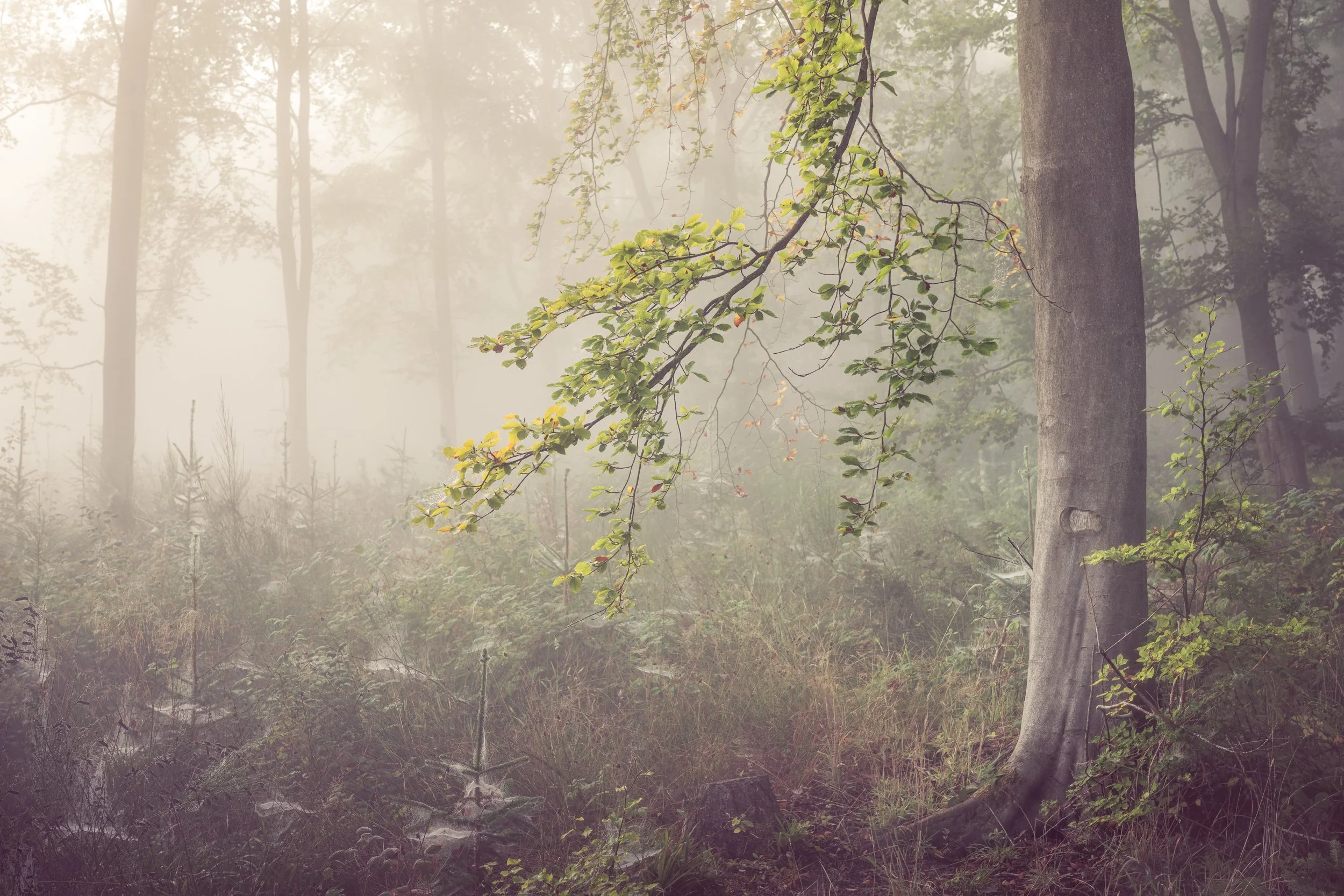 morning-mist-woodland.jpg