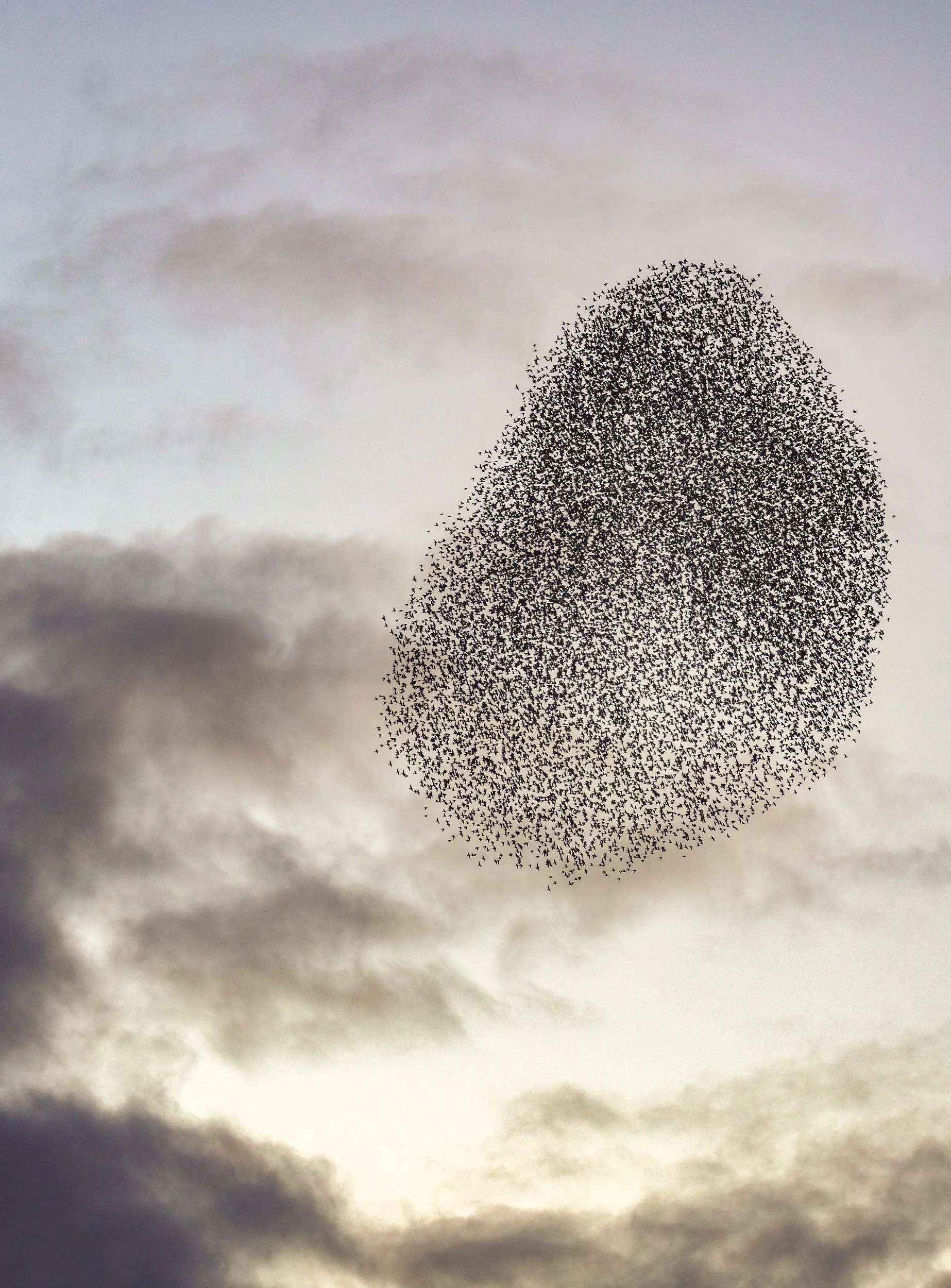 starlings-murmur-sunset.jpg