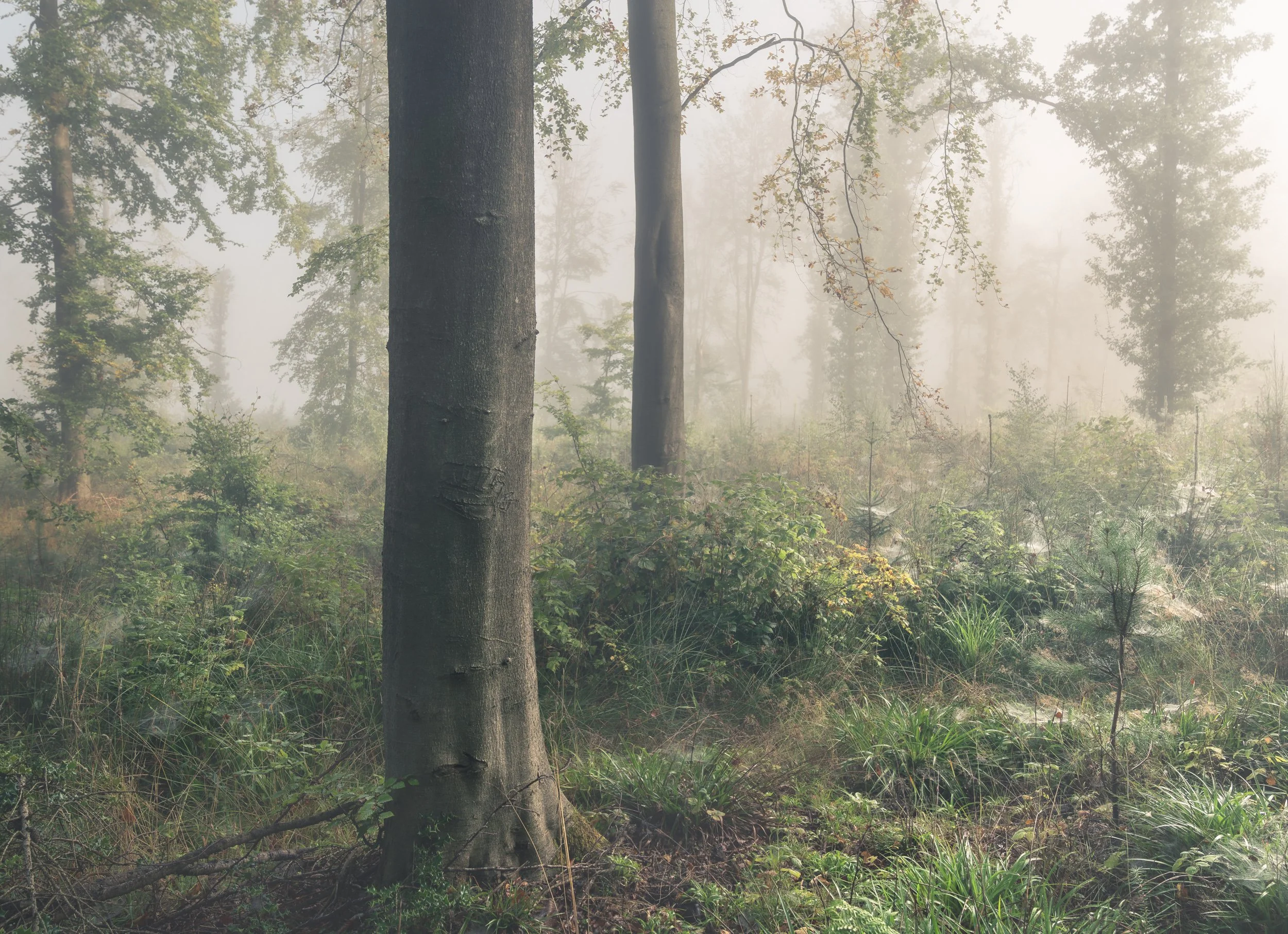 misty-woodland-morning.jpg