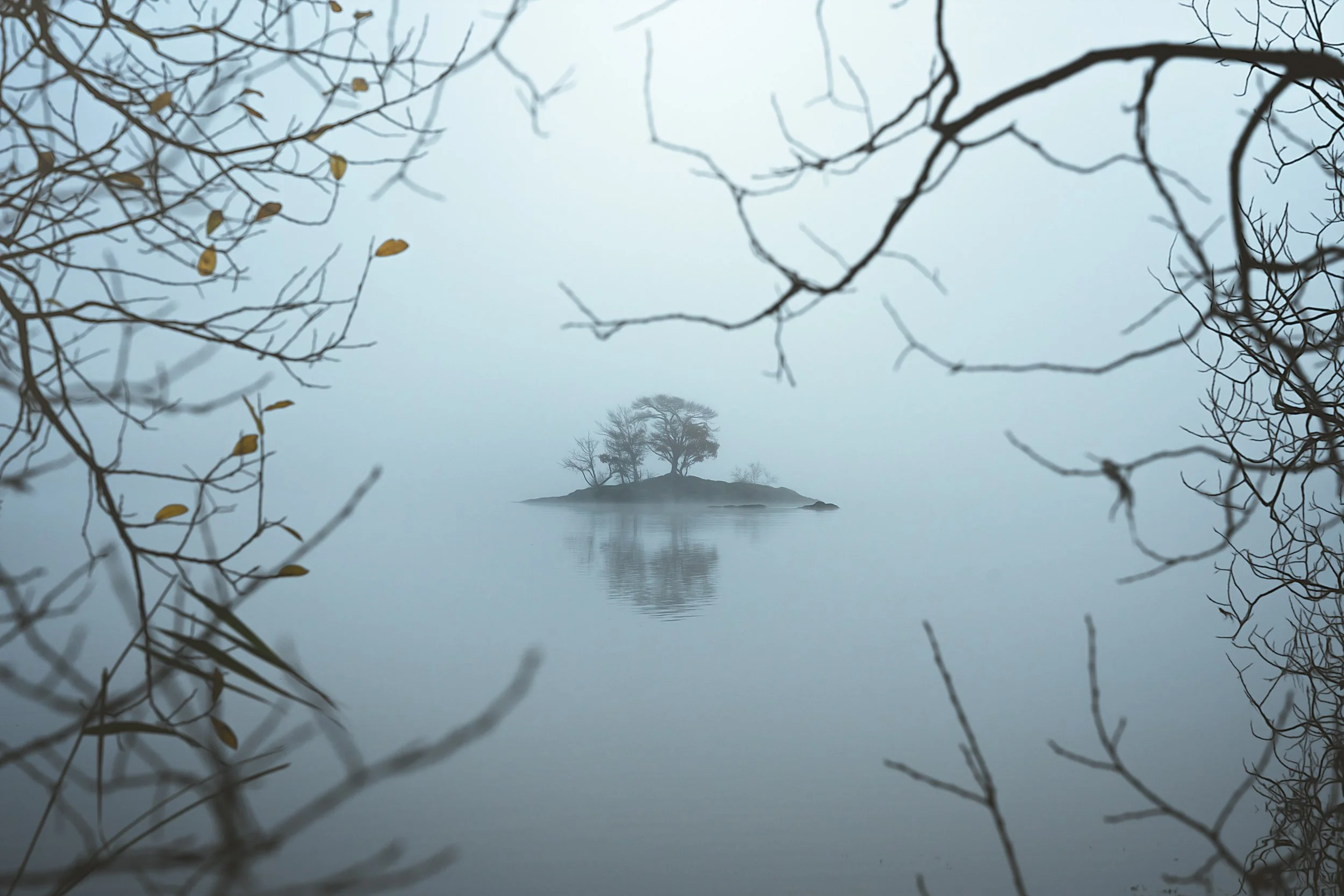 island-misty-lake-trees-branches.jpg