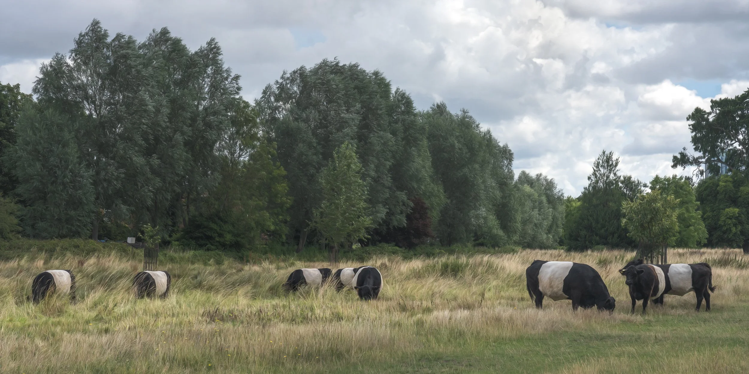 belted-galloway-grazing-bucolic.jpg