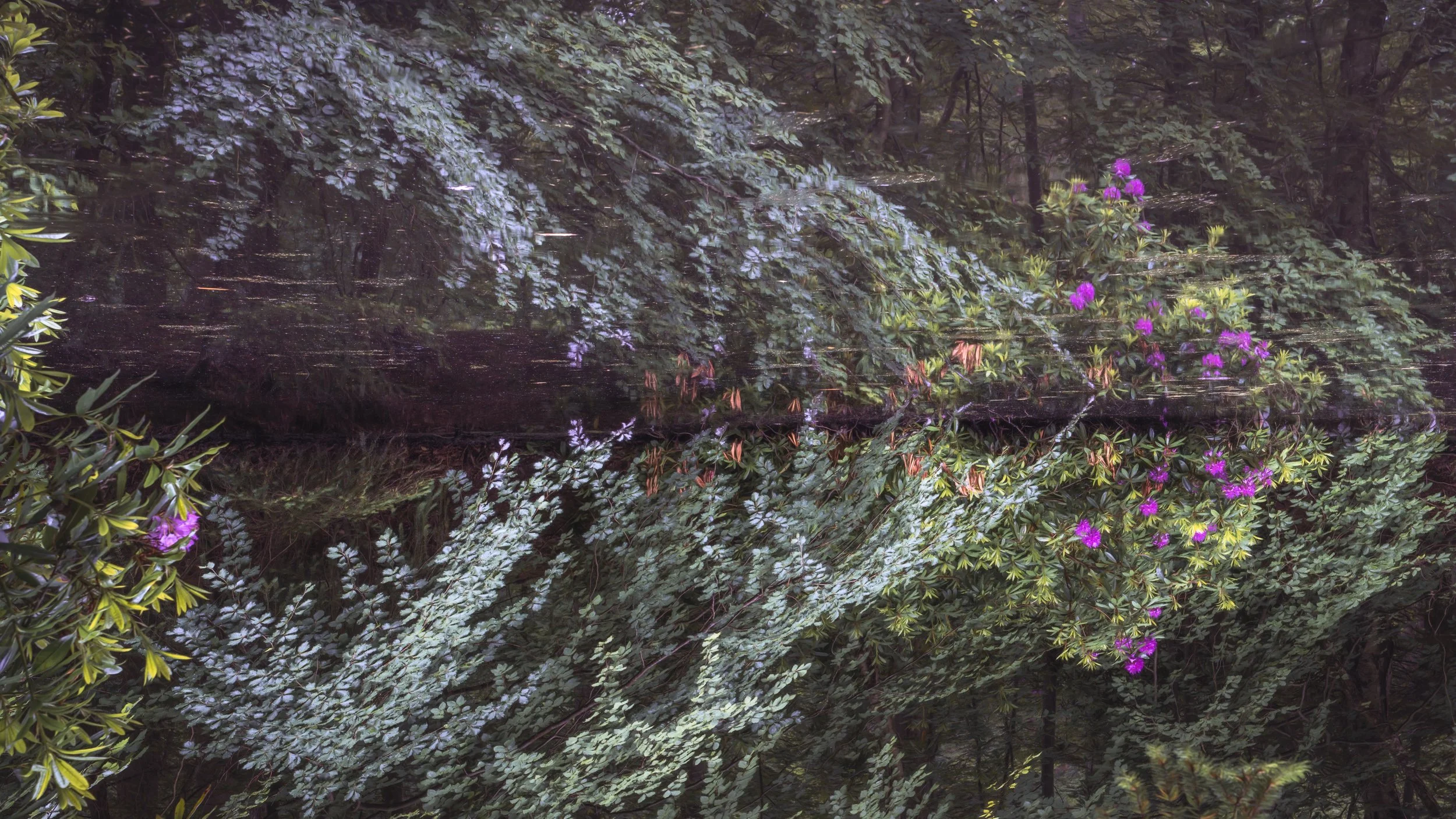 tarn-autumn-trees.jpg