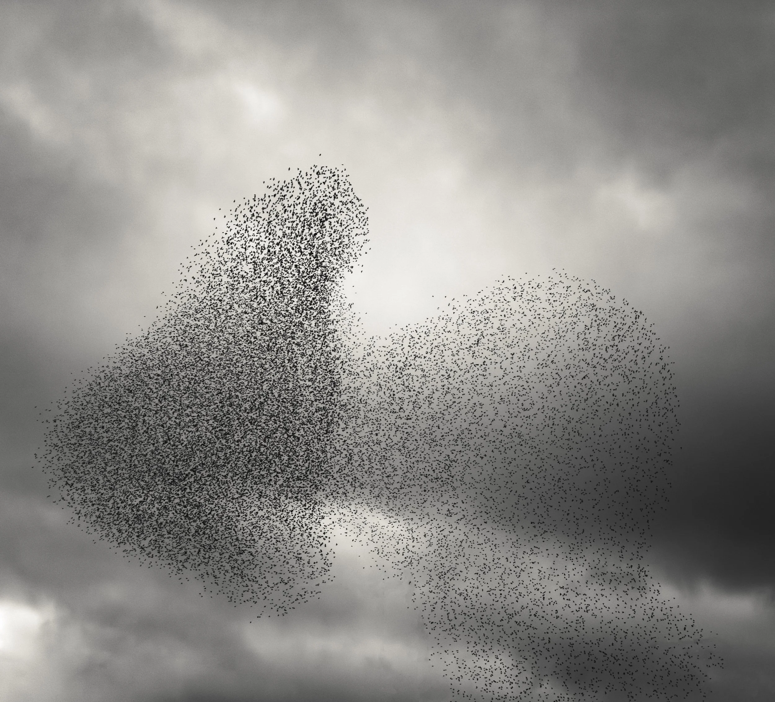 starlings-shapes-murmurations.jpg