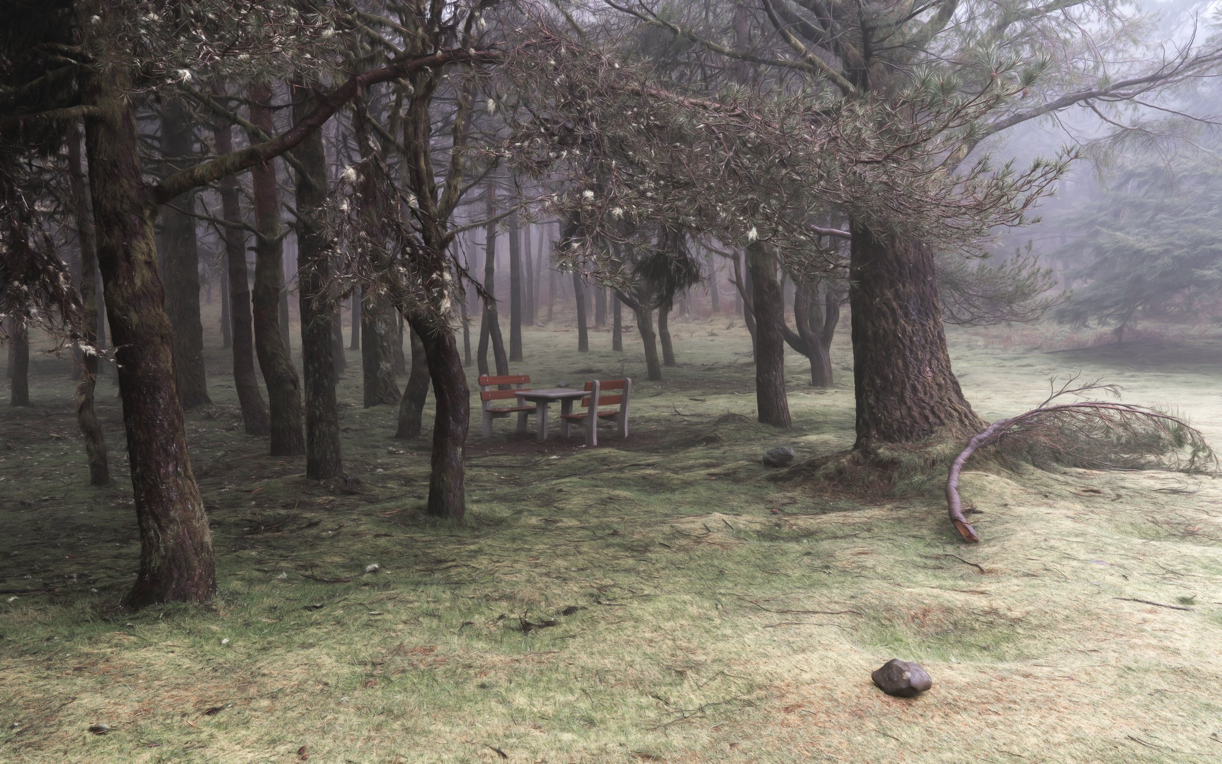 park-woodland-mist.jpg