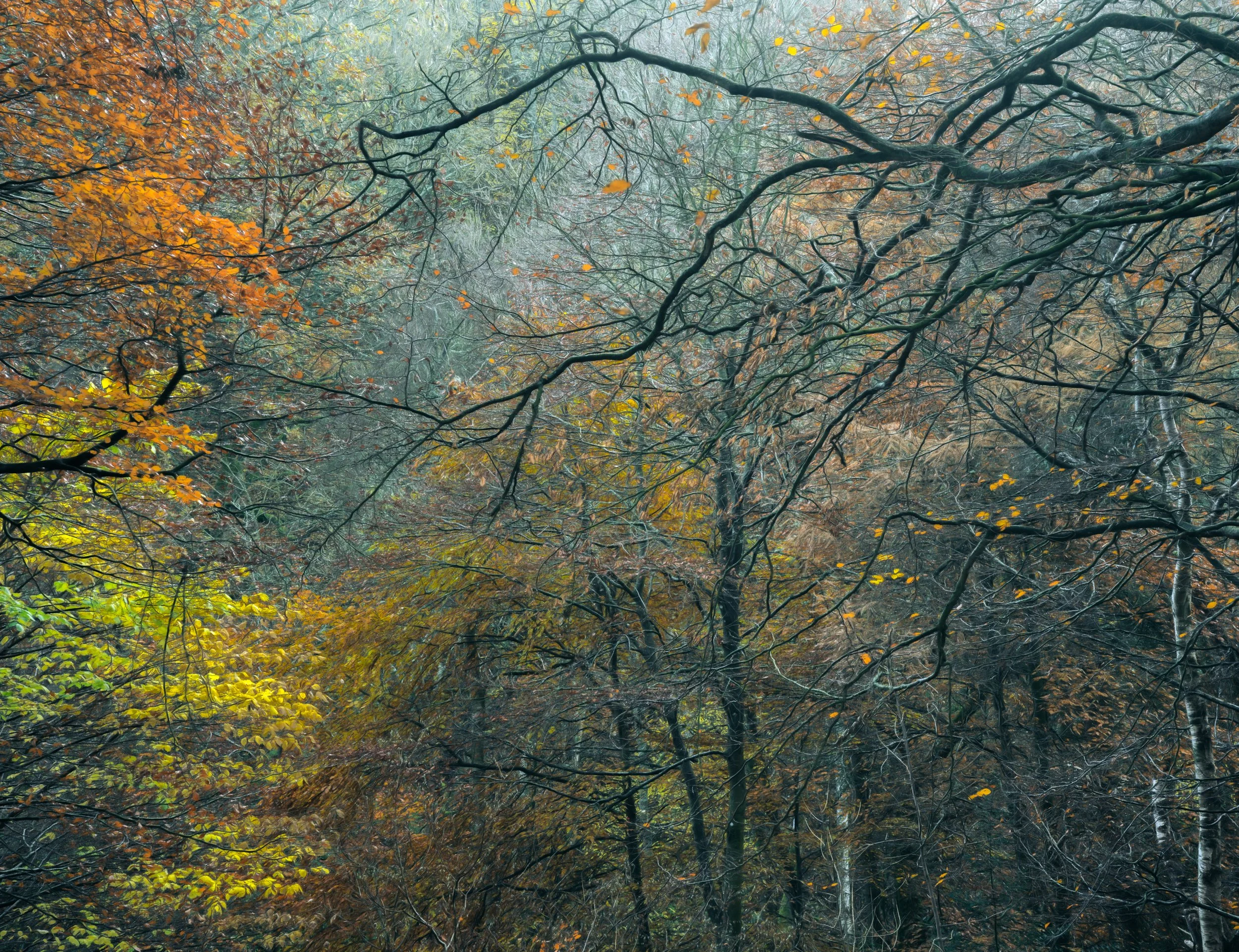 woodland-branches-amber.jpg