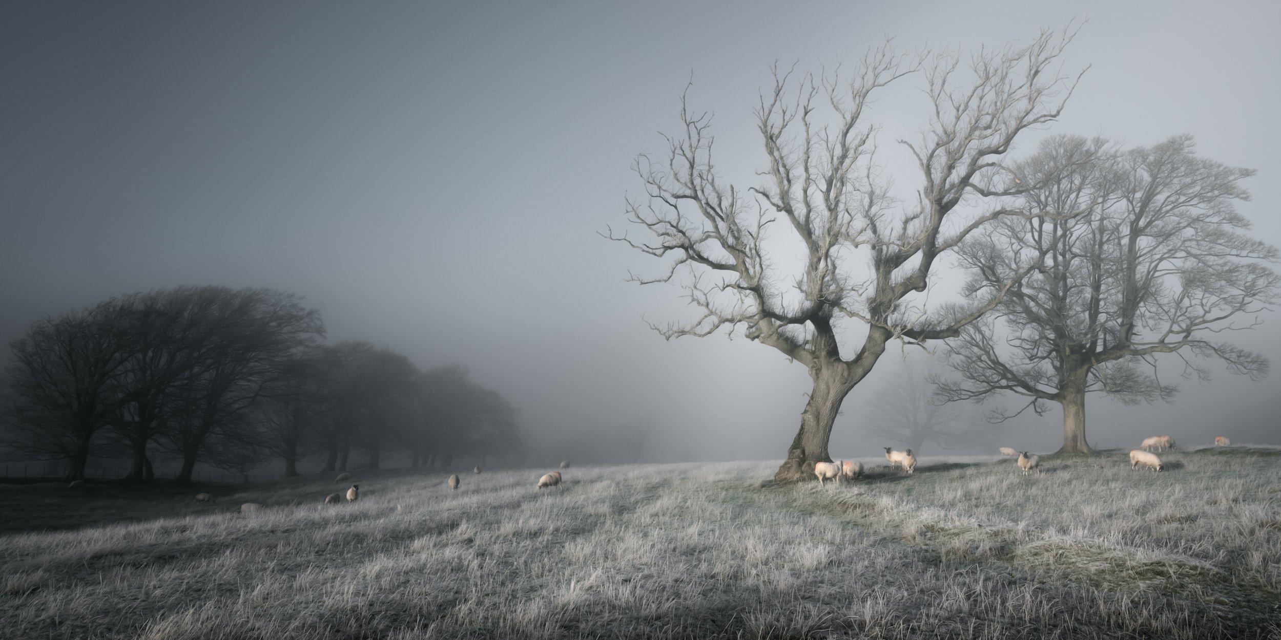 herd-sheep-winter-field.jpg