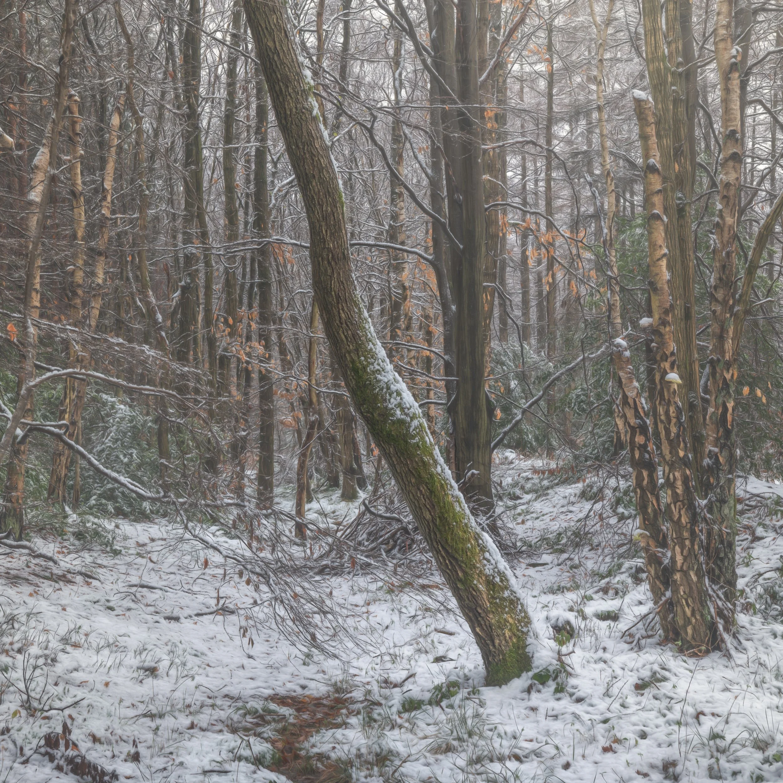 leaning-woodland-snow.jpg