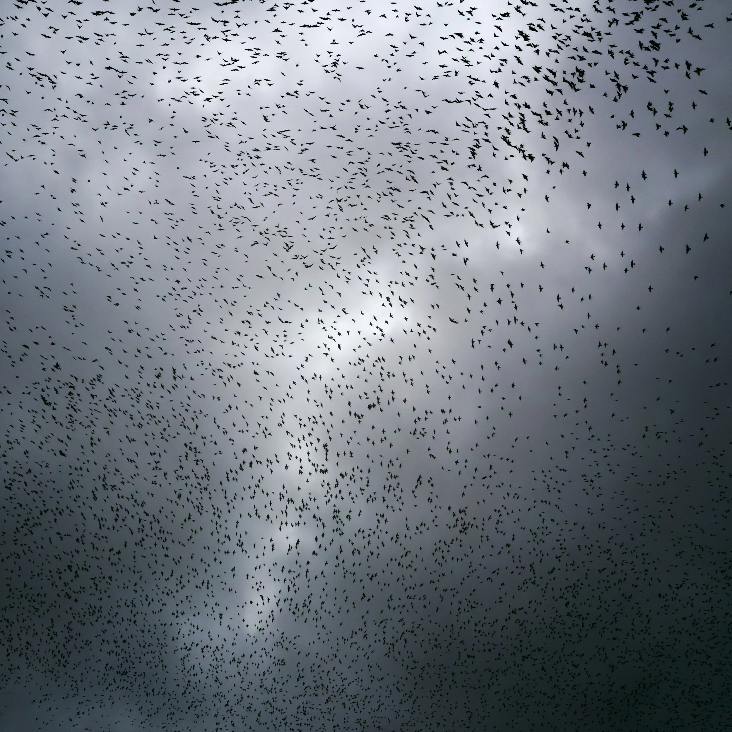 starlings-light-clouds.jpg