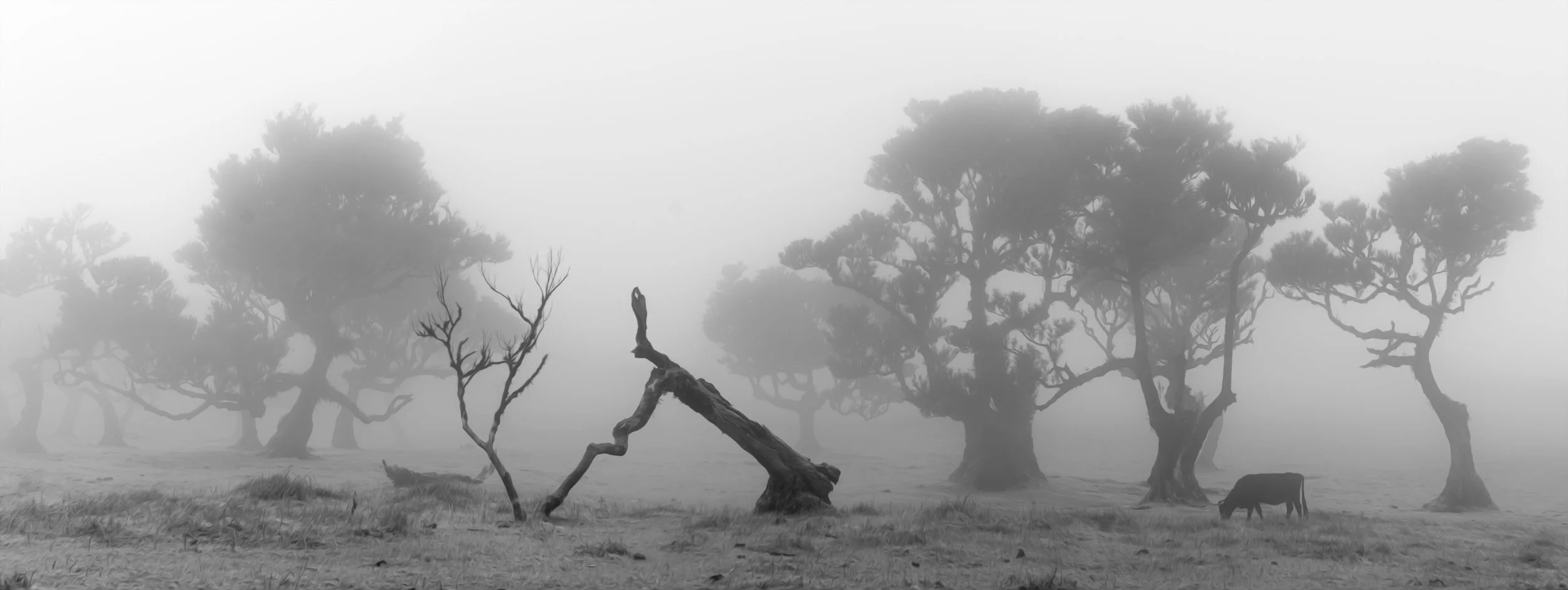 black-white-misty-woodland.jpg