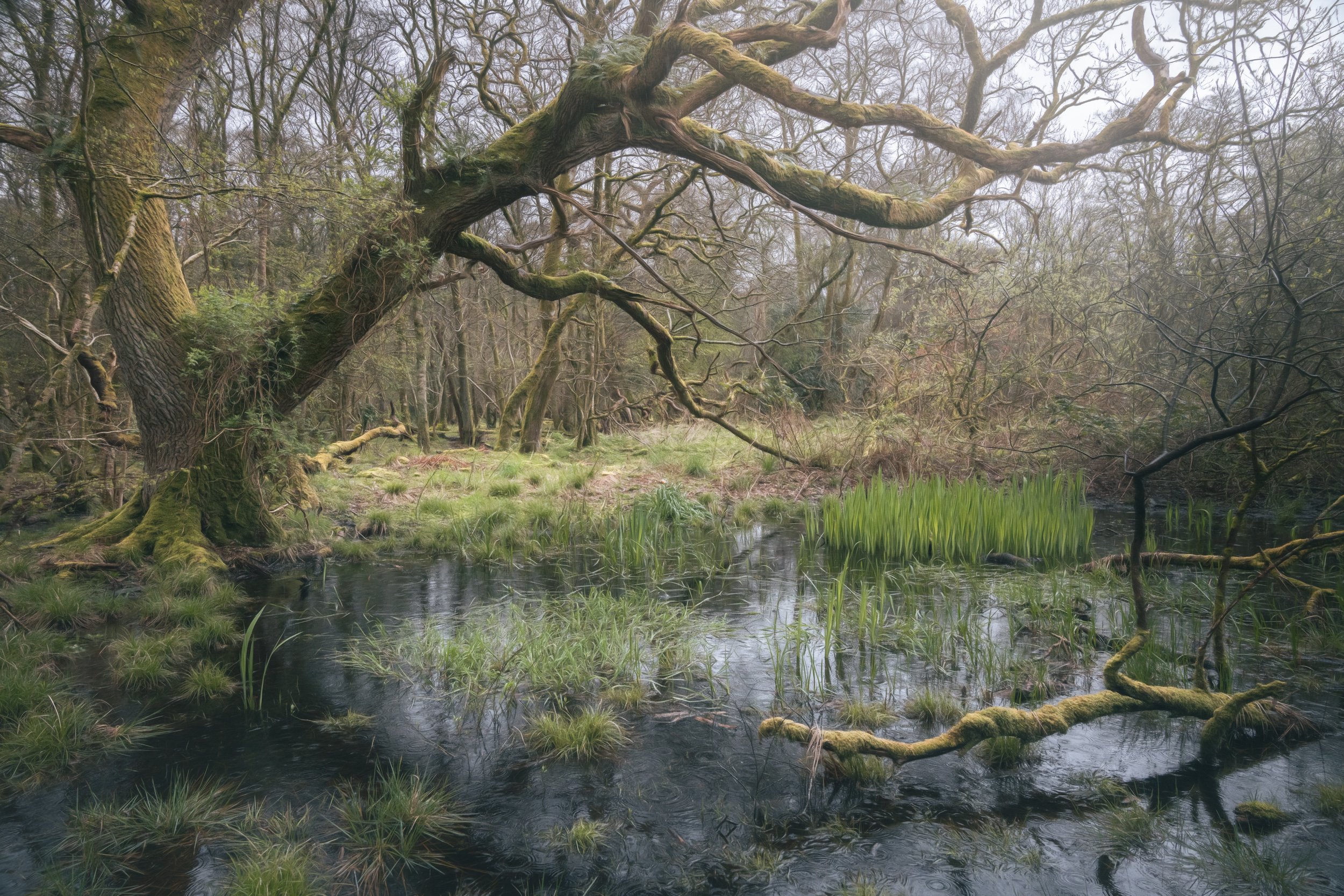 water-logged-woodland-tree.jpg