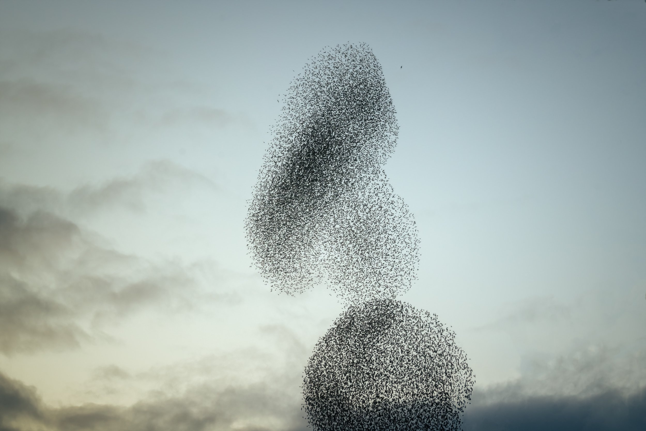 starlings-shapes-sunsets.jpg