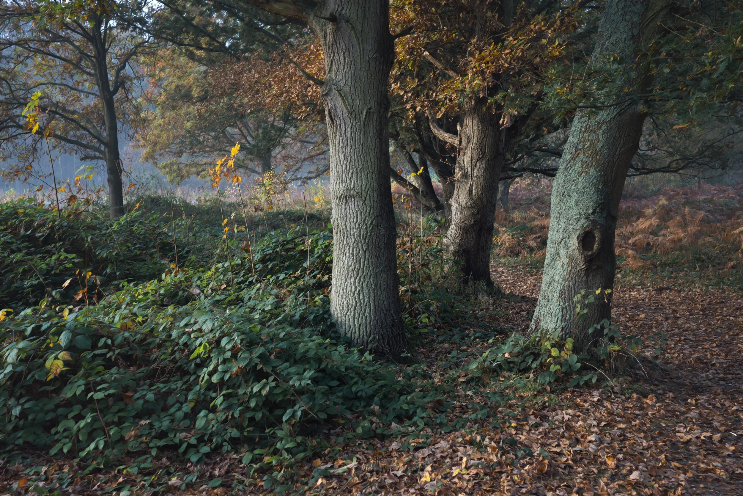 trees-woodland-autumn-trail.jpg