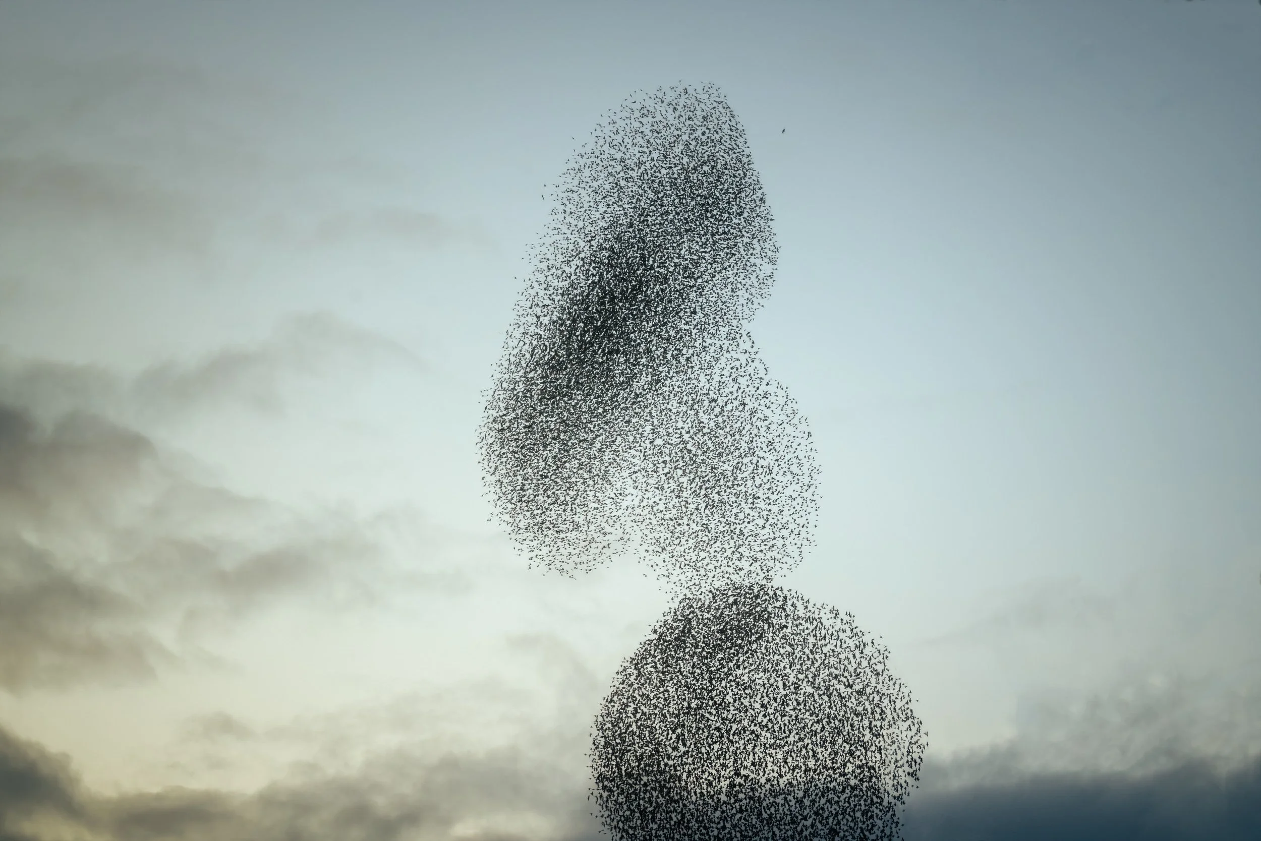 starlings-shapes-sunsets.jpg