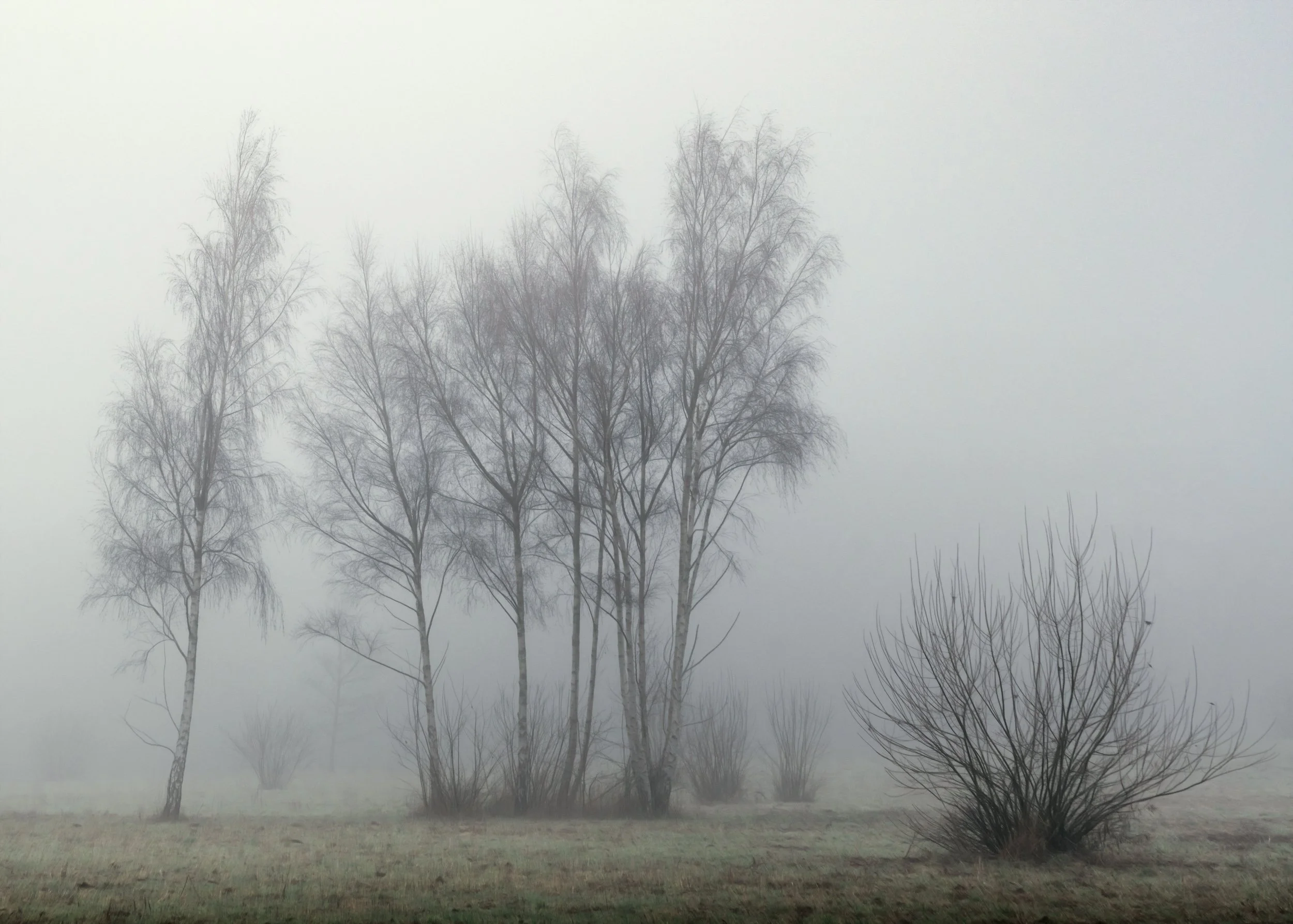 trees-mist-park.jpg