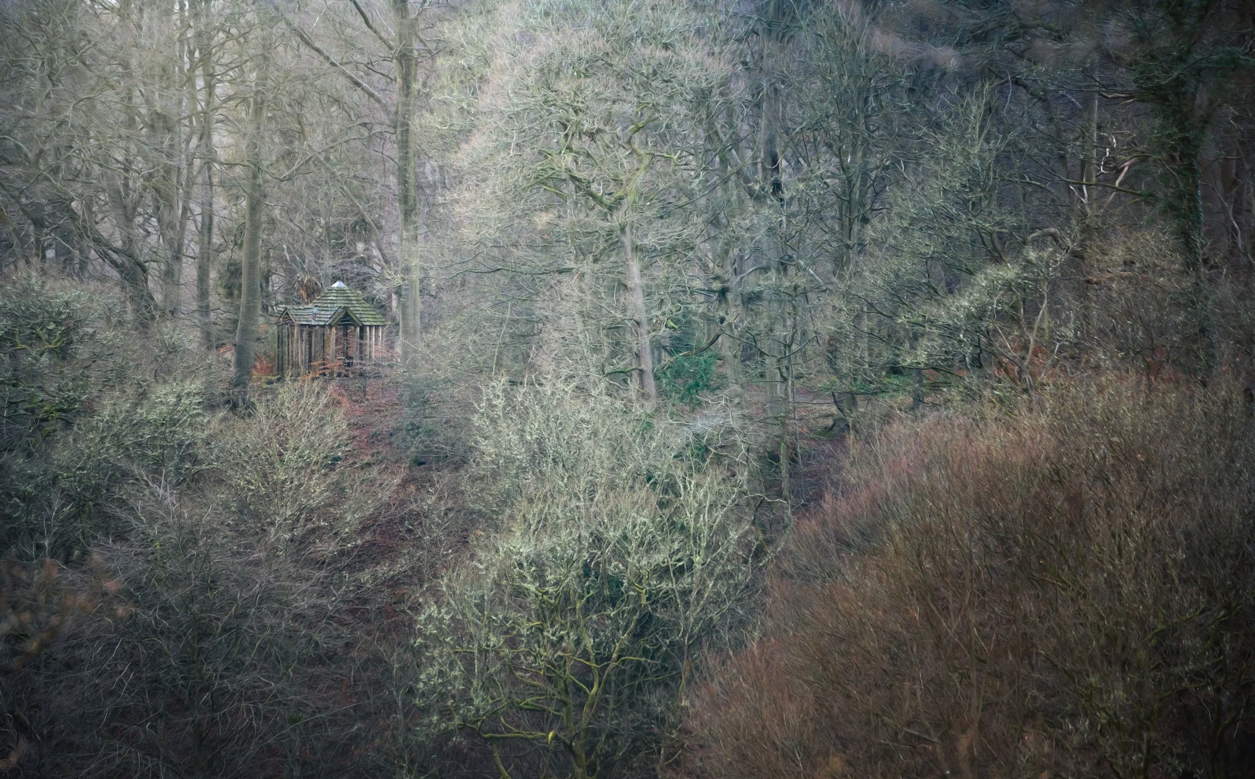 tree-house-woodland.jpg