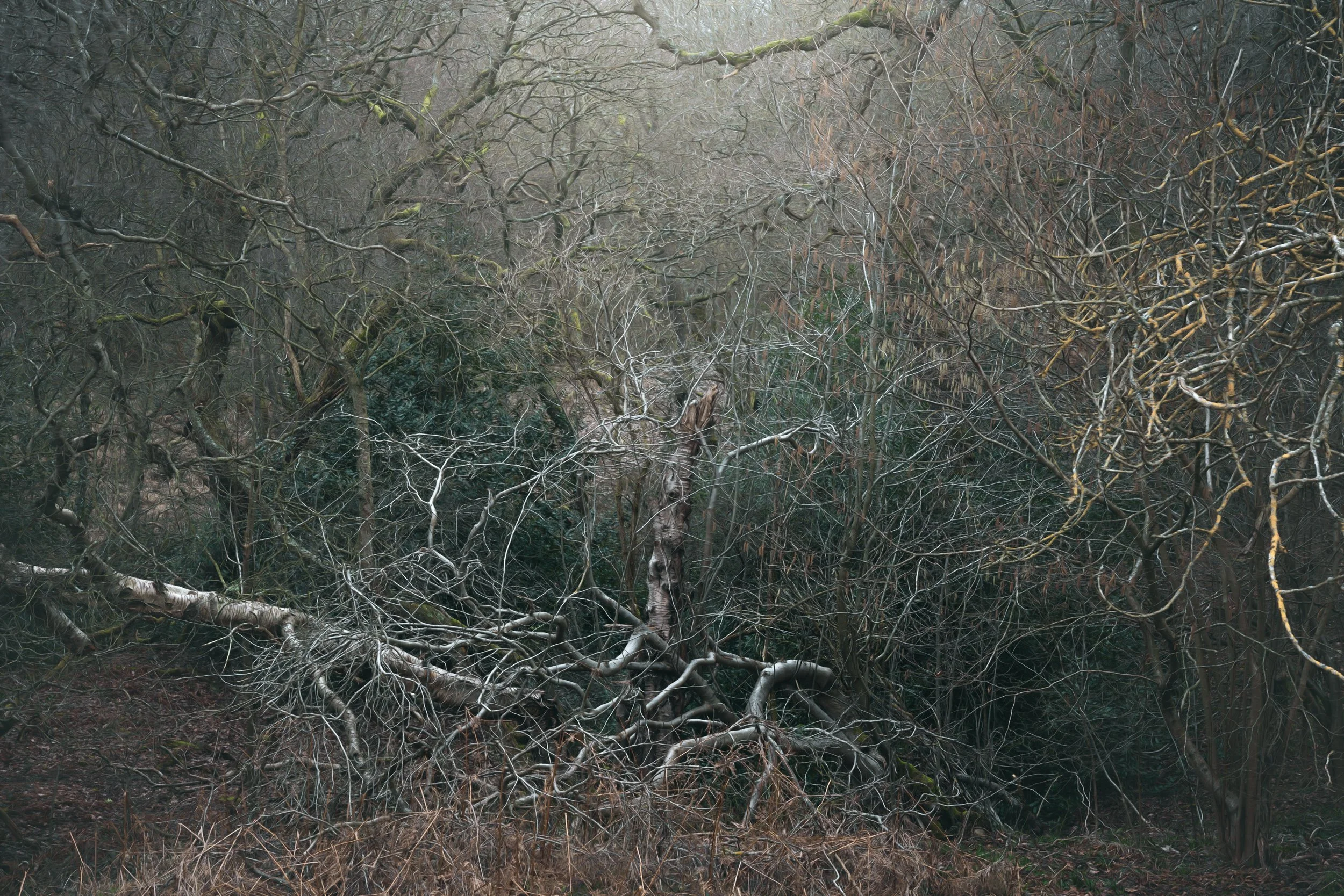 woodland-abstract-branches.jpg