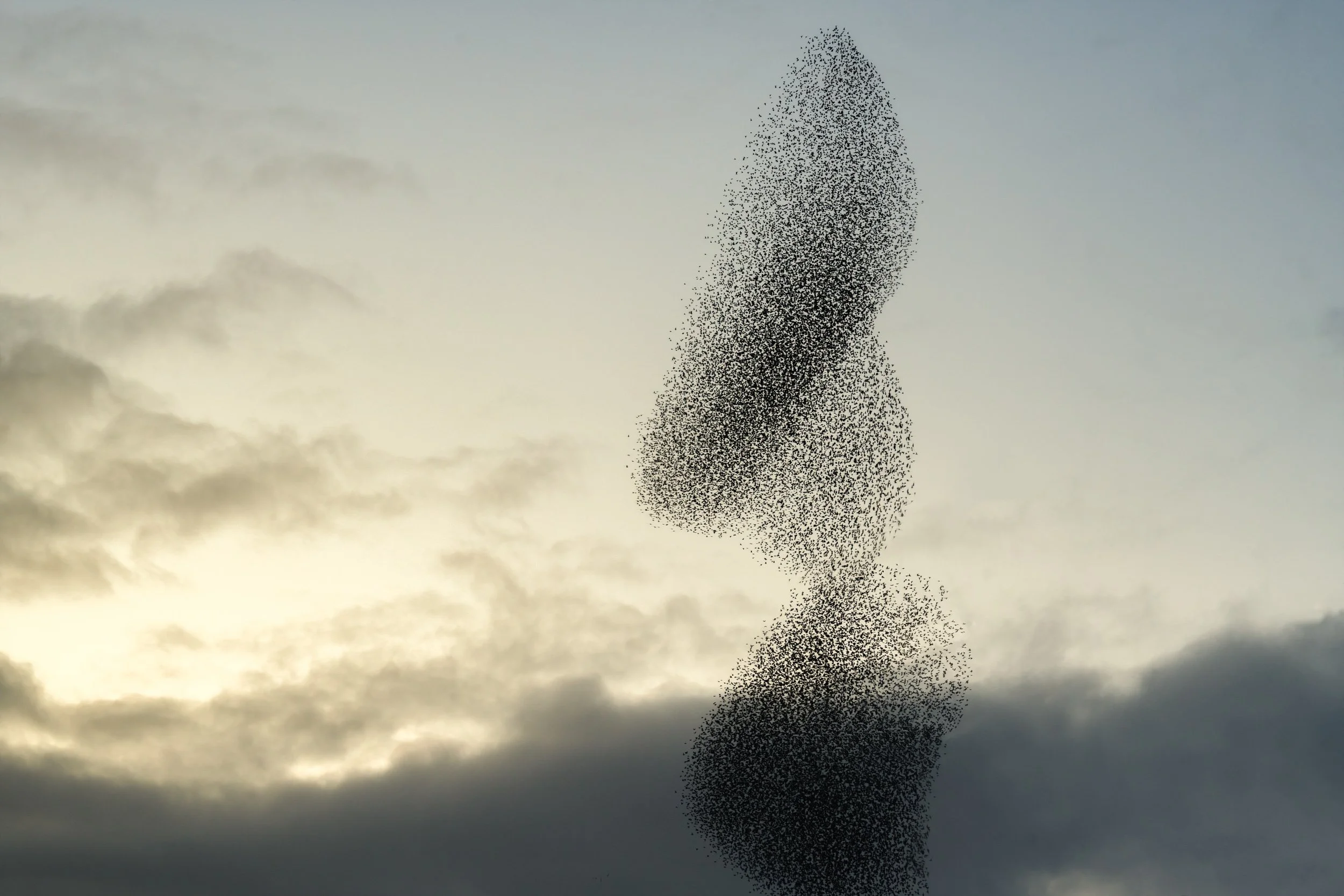 starlings-murmuring-shaped.jpg