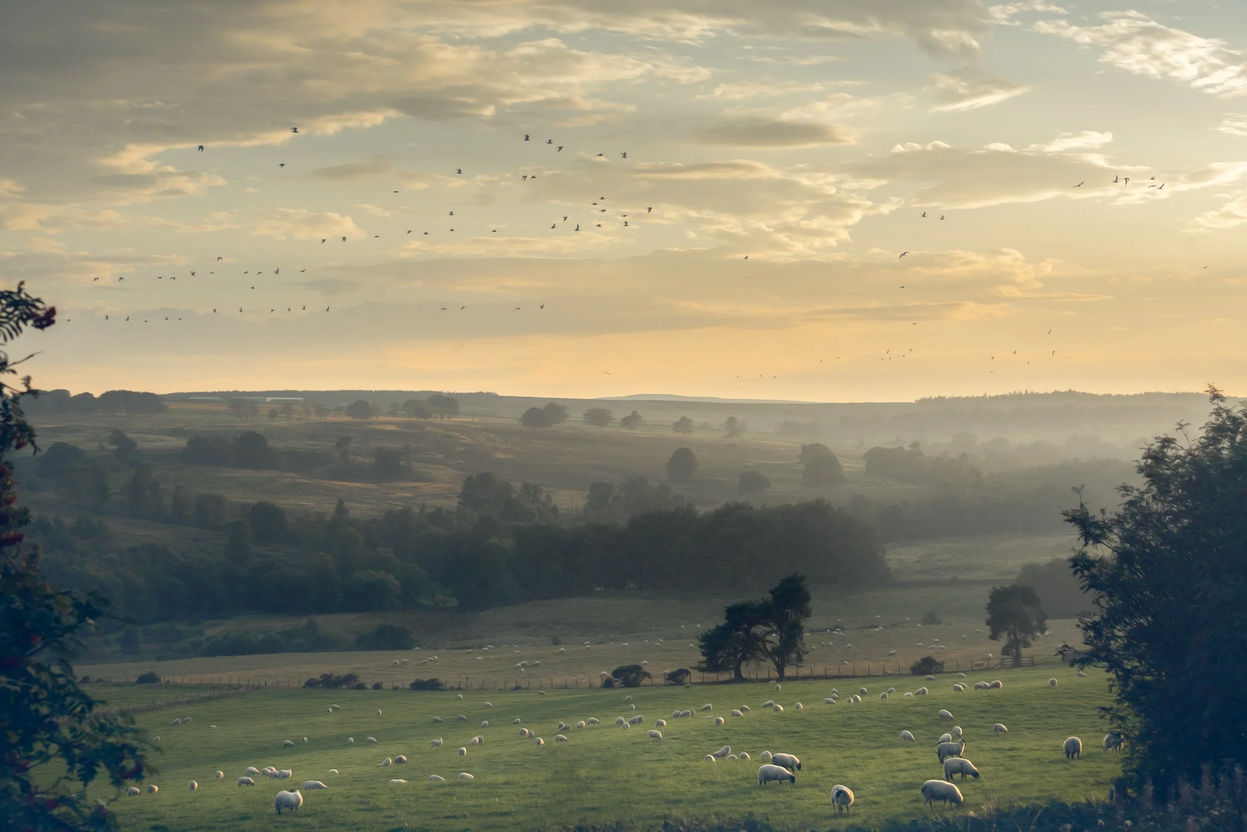 valley-fields-sheep-sunset.jpg