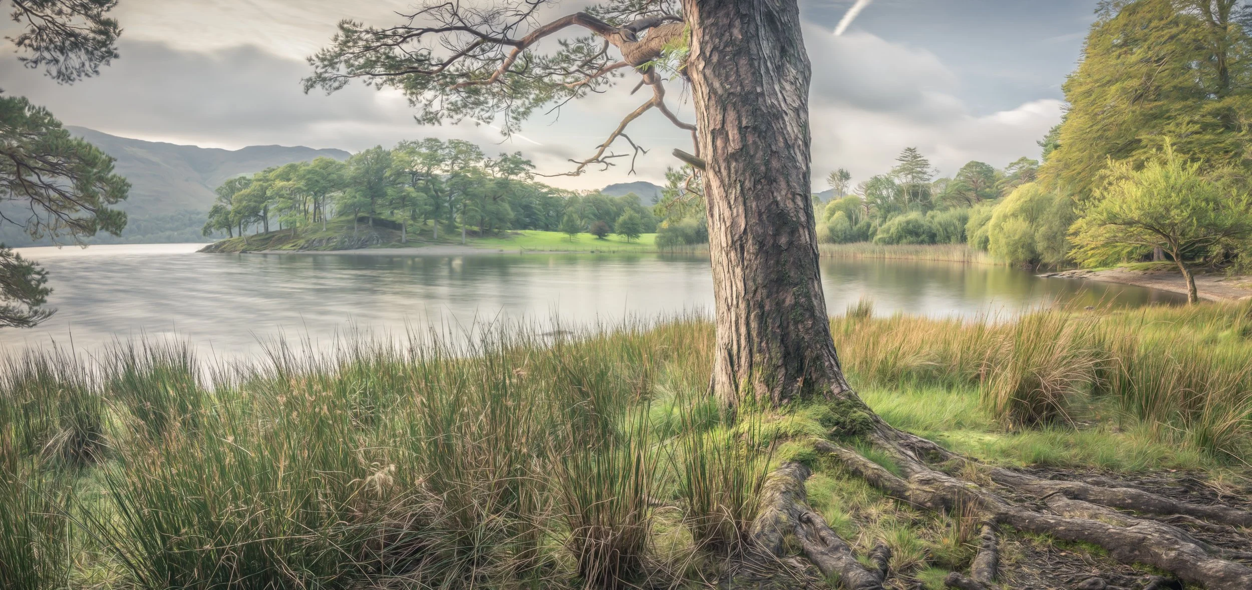 trees-lakeside-summer.jpg