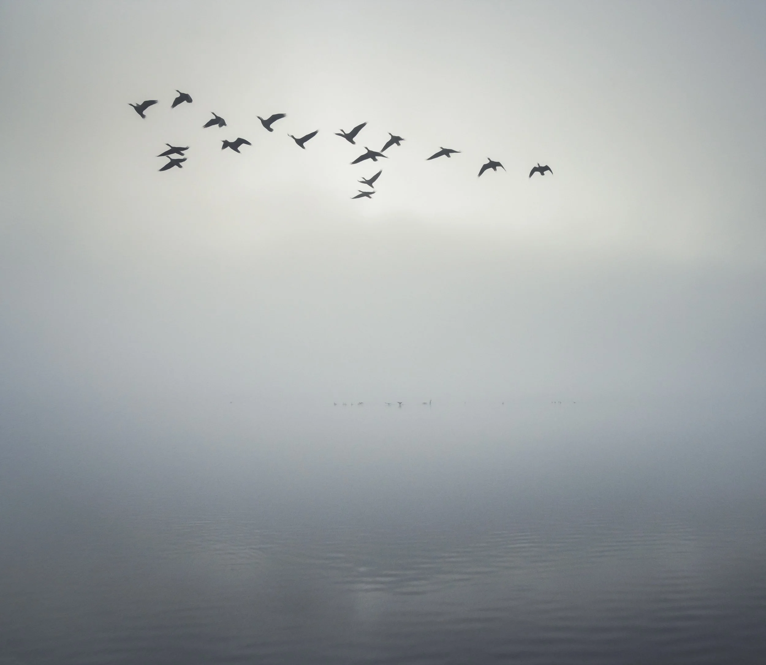 lingholm-geese-mist-lake-district.jpg