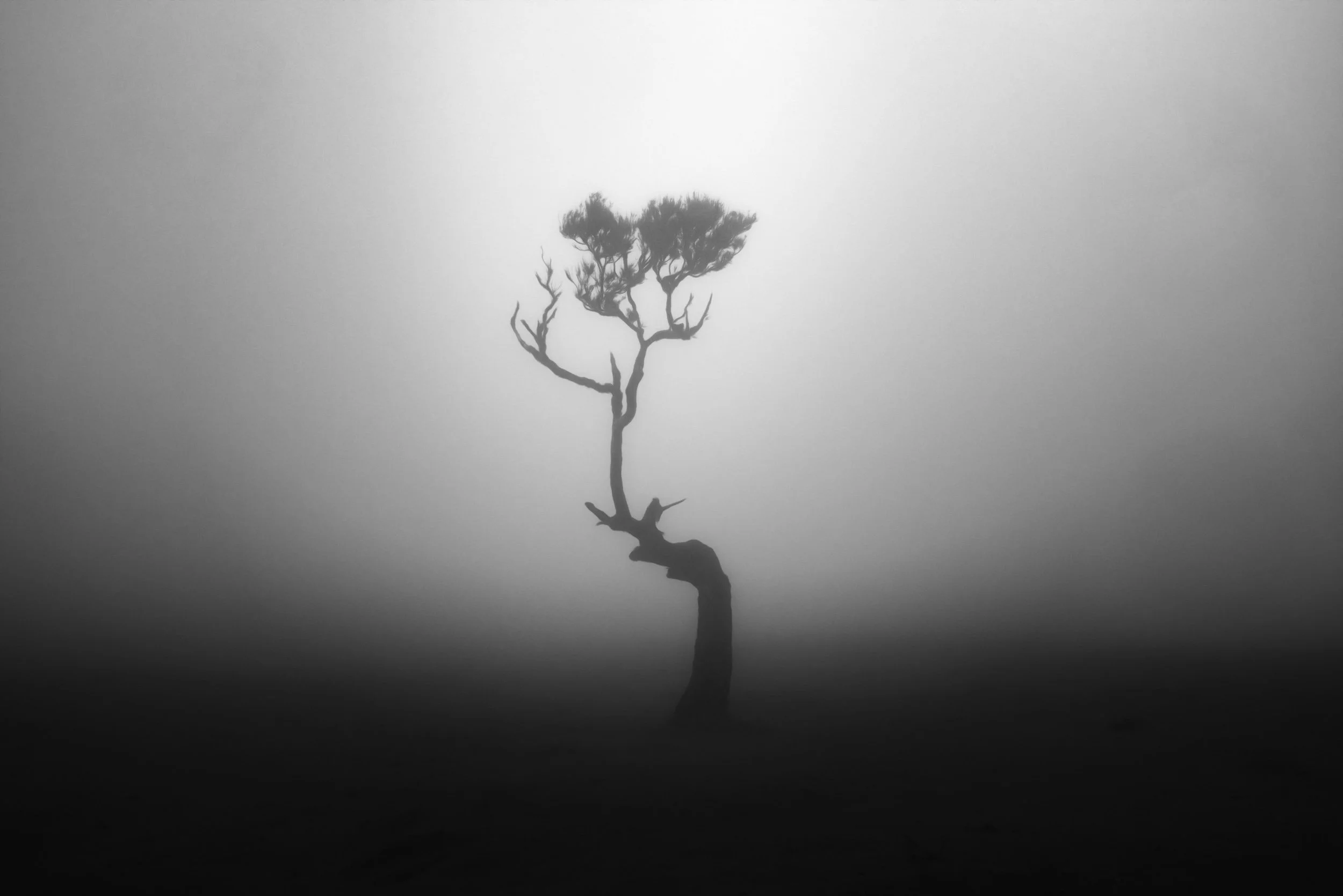 lone-tree-mist.jpg