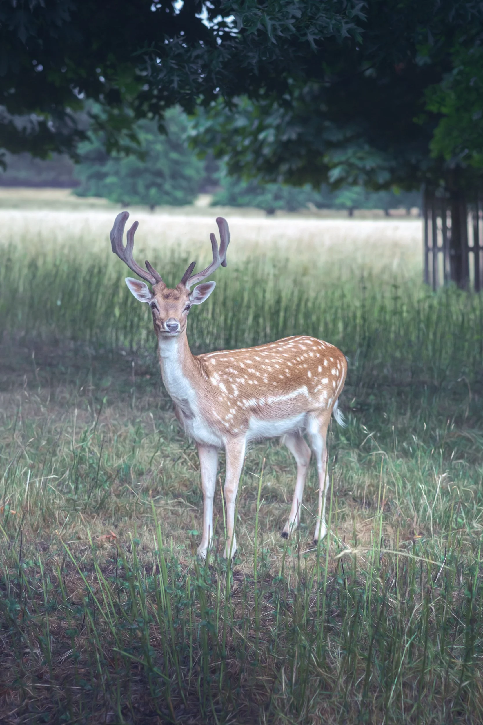 roe-deer-field-tree.jpg
