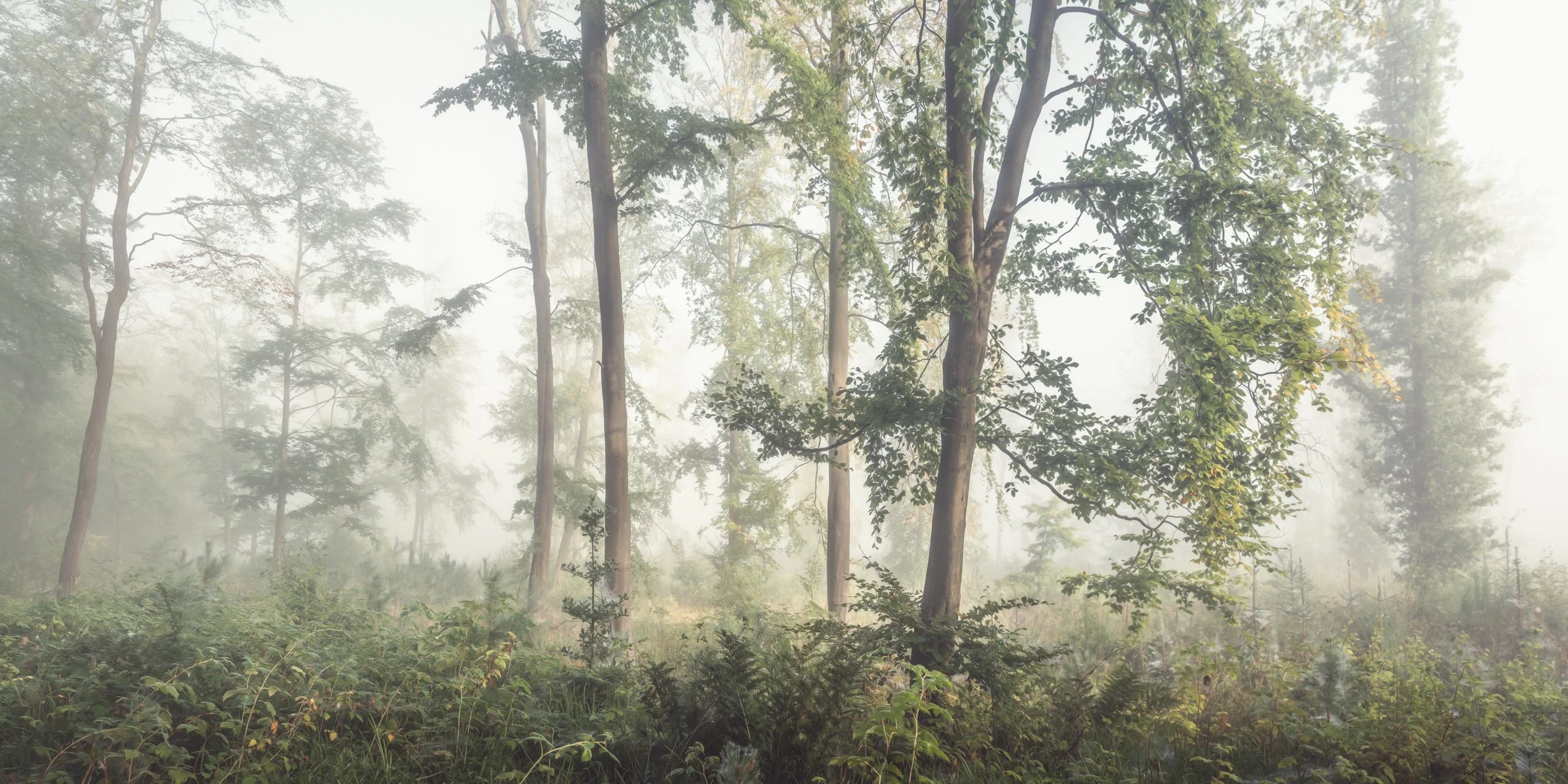 misty-woodland-summer.jpg