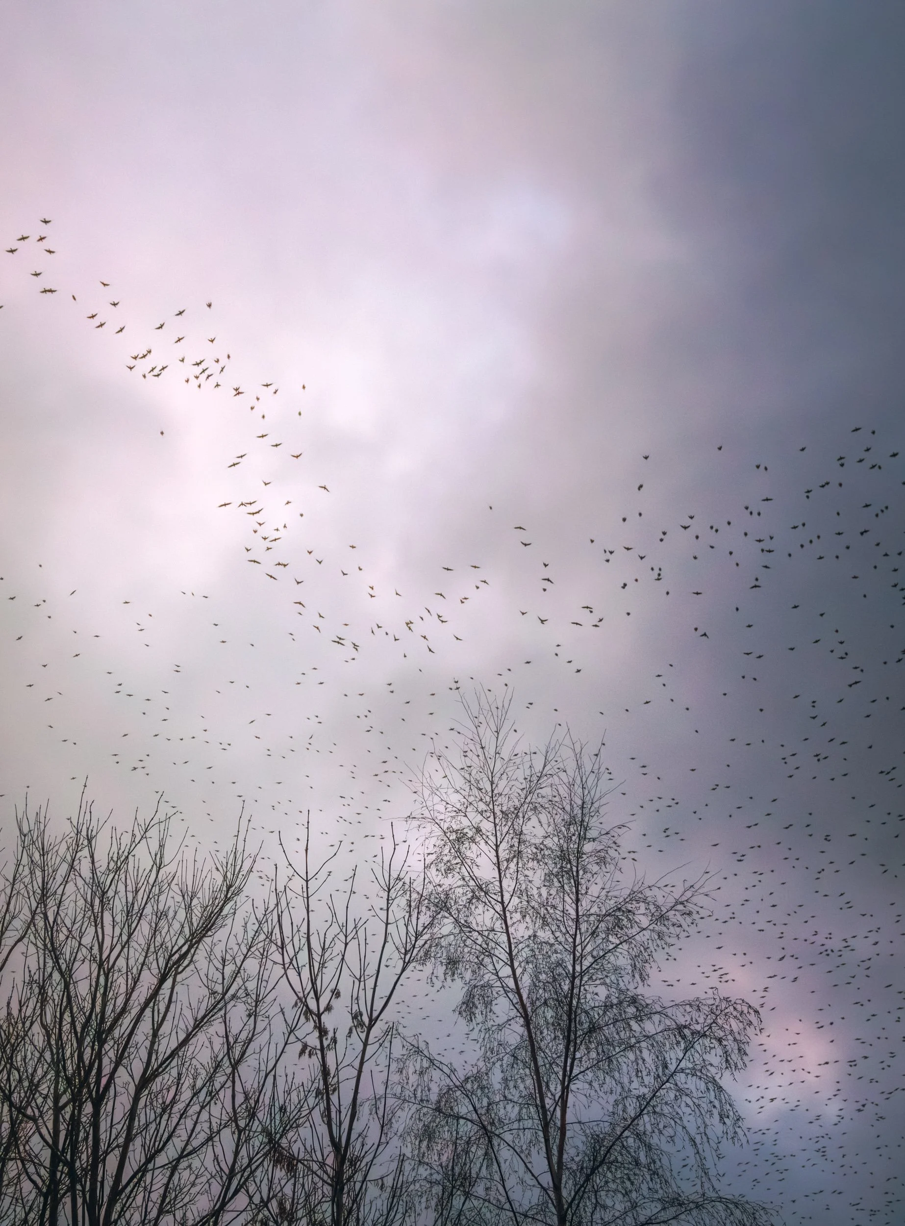 trees-sunset-starlings.jpg