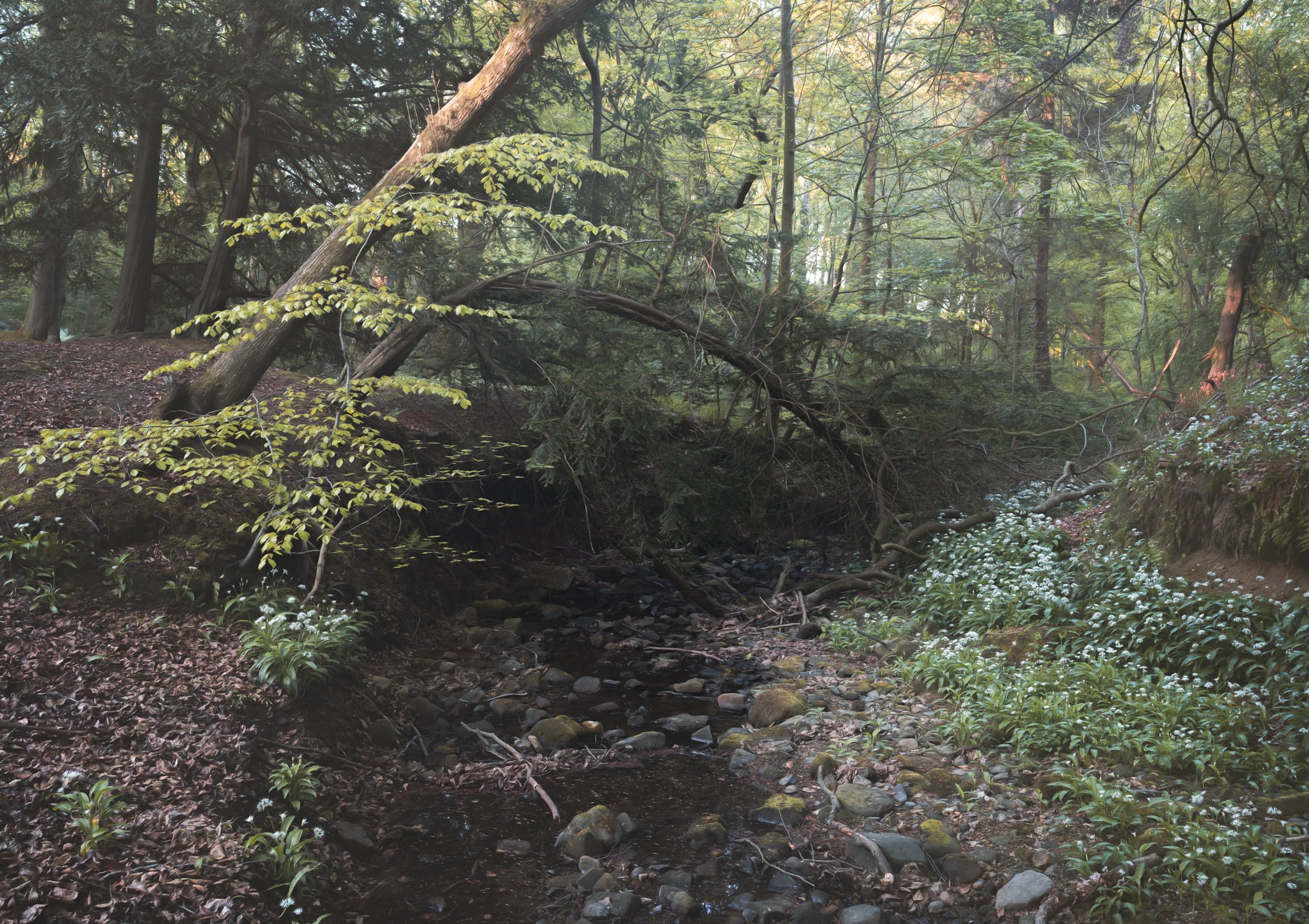 woodland-wild-garlic.jpg