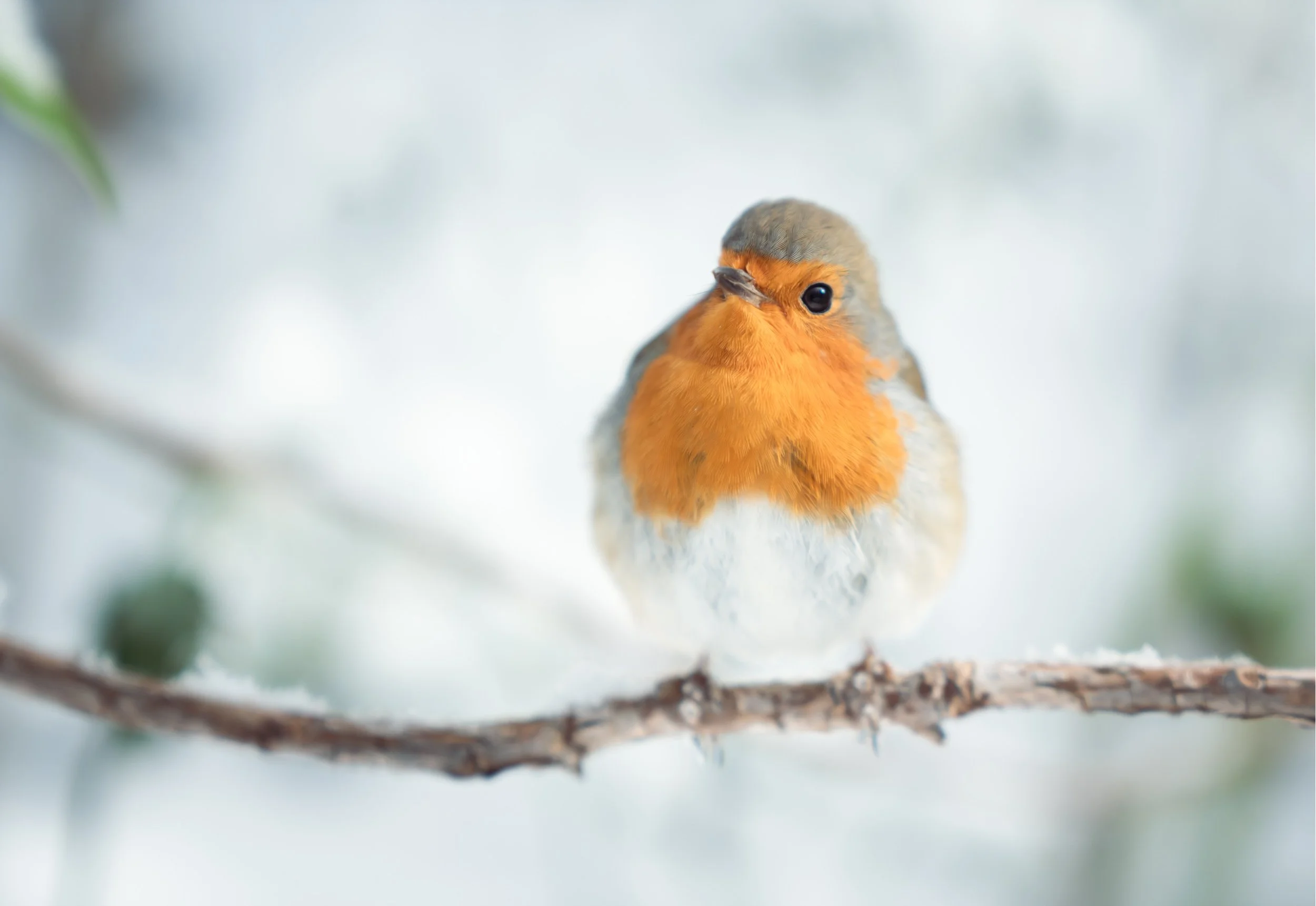 robin-branch-snow-winter.jpg