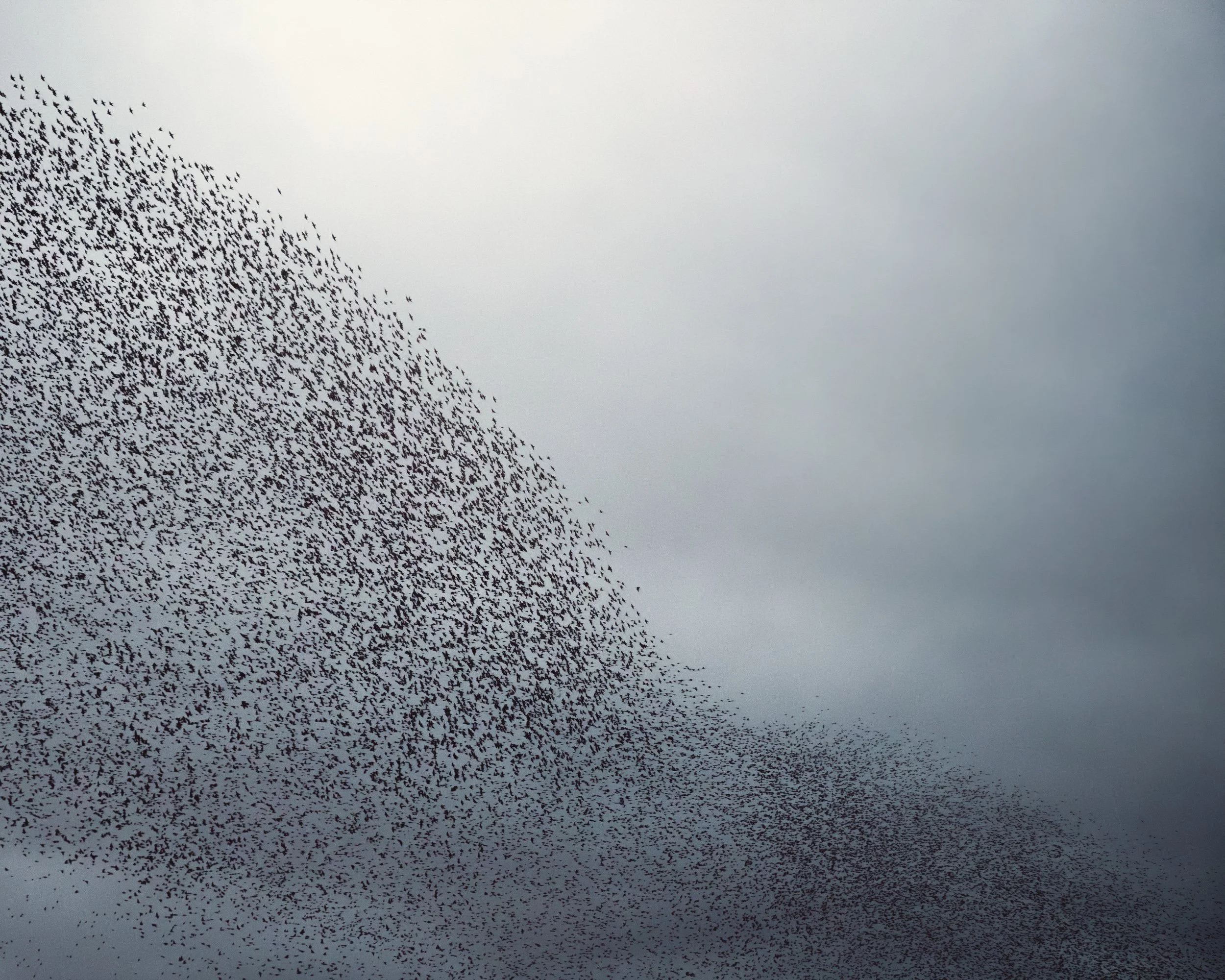 starlings-shapes-evening.jpg