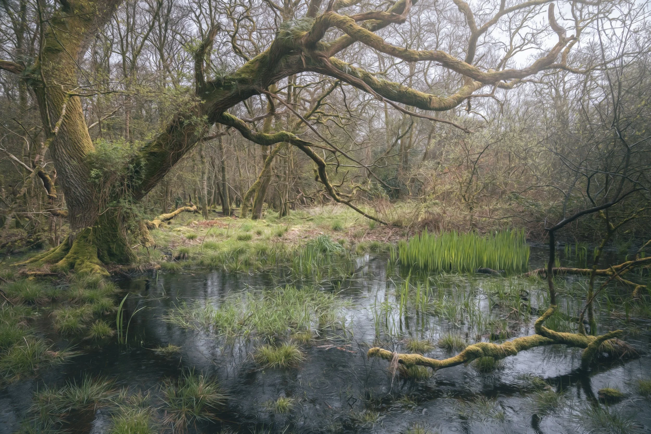water-logged-woodland-tree.jpg